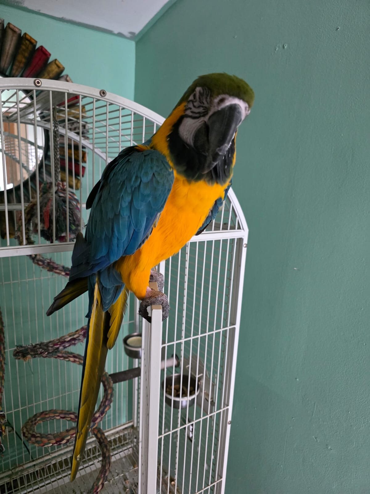 Blue and Gold Macaw image 1