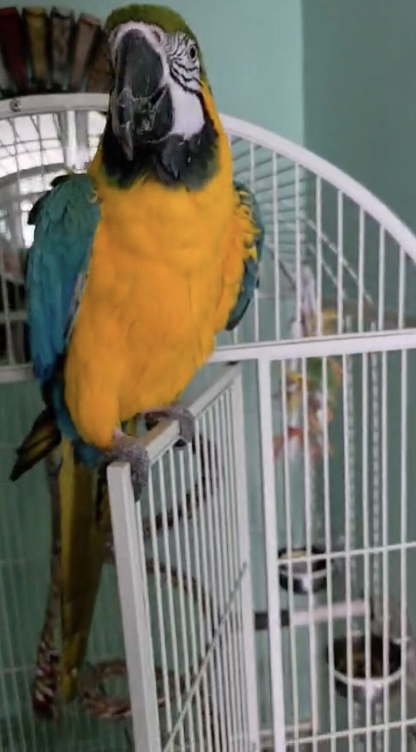 Blue and Gold Macaw image 2