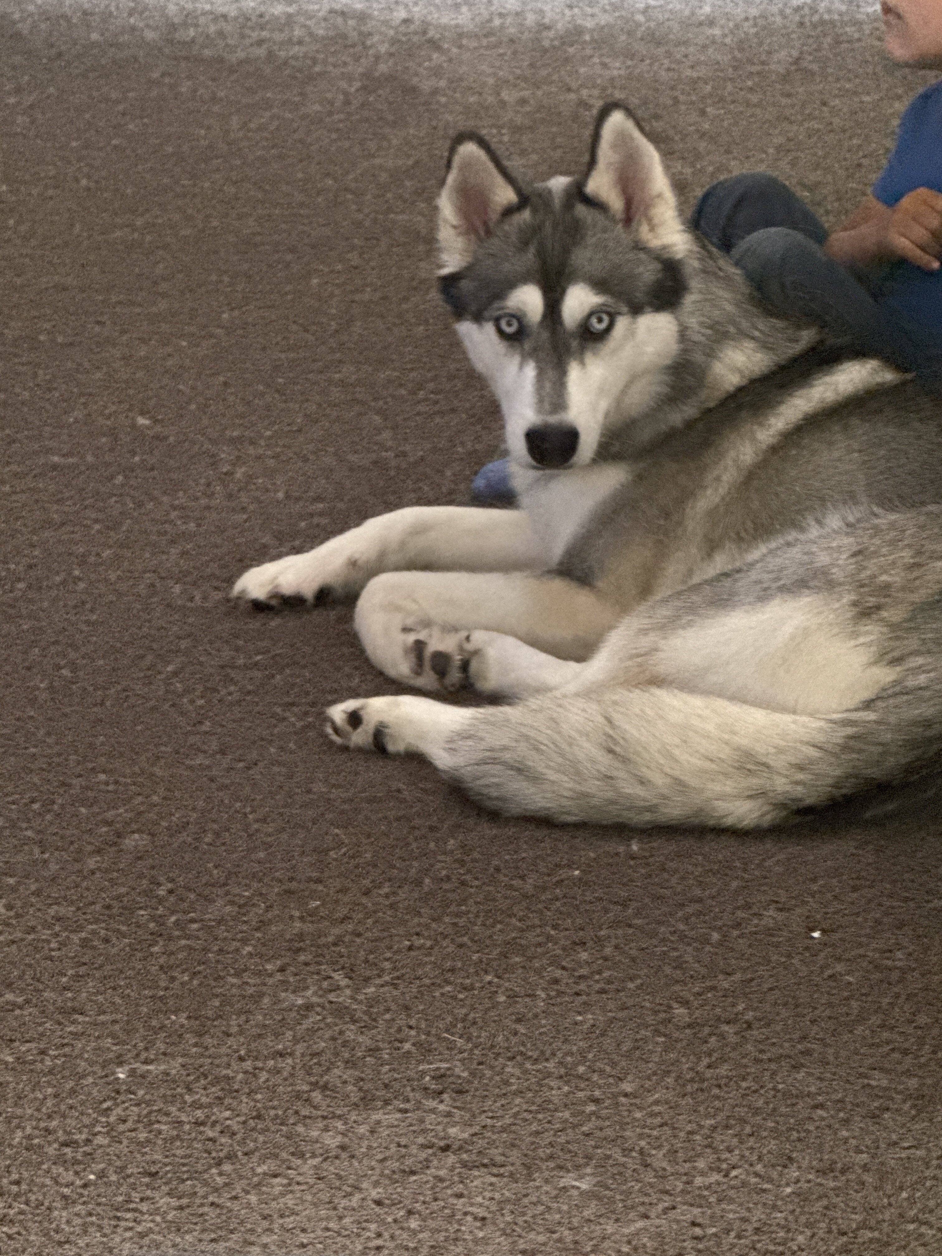 Husky Wolfdog Mix (Female) image 1