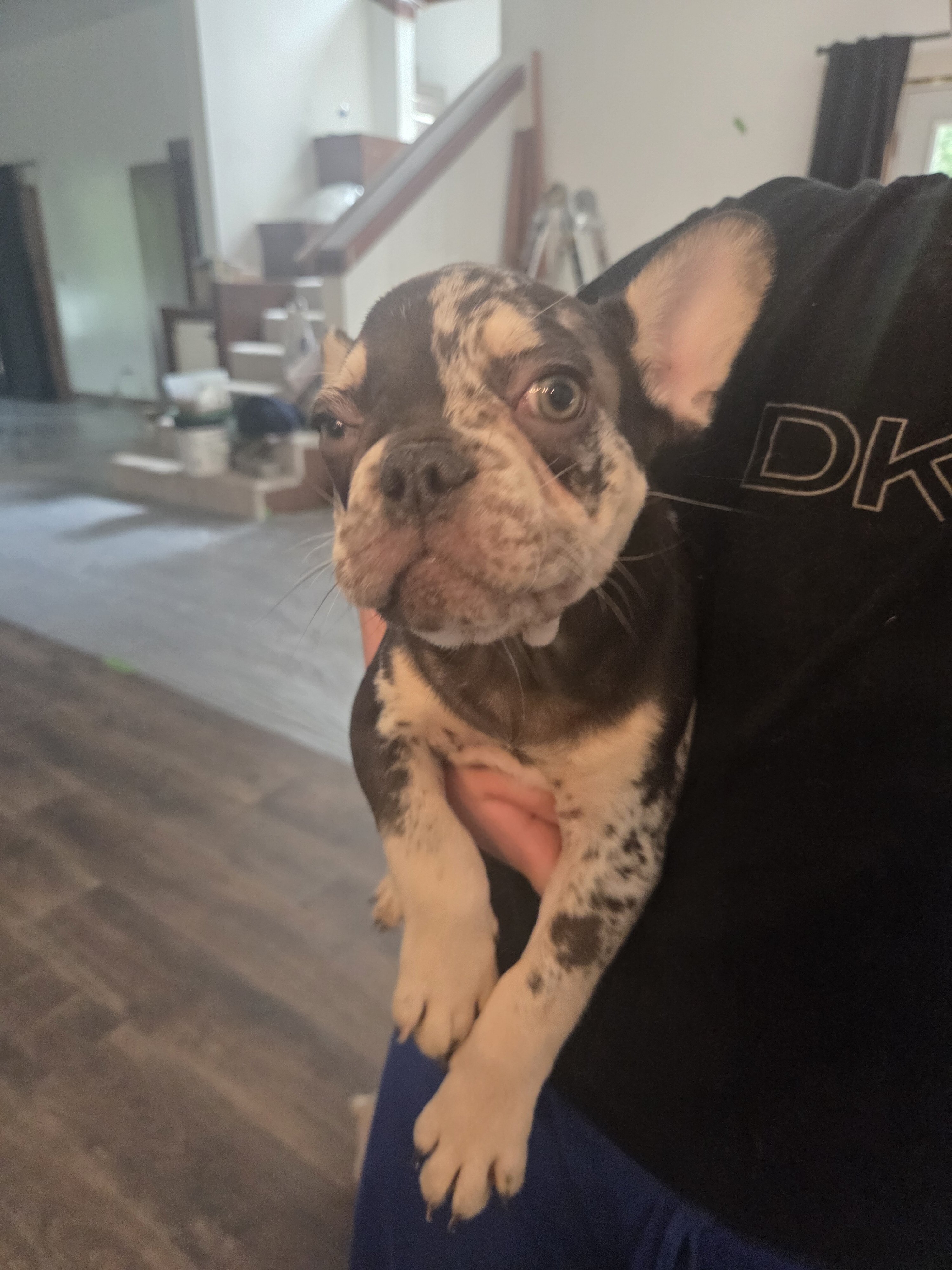 French Bulldog image 1