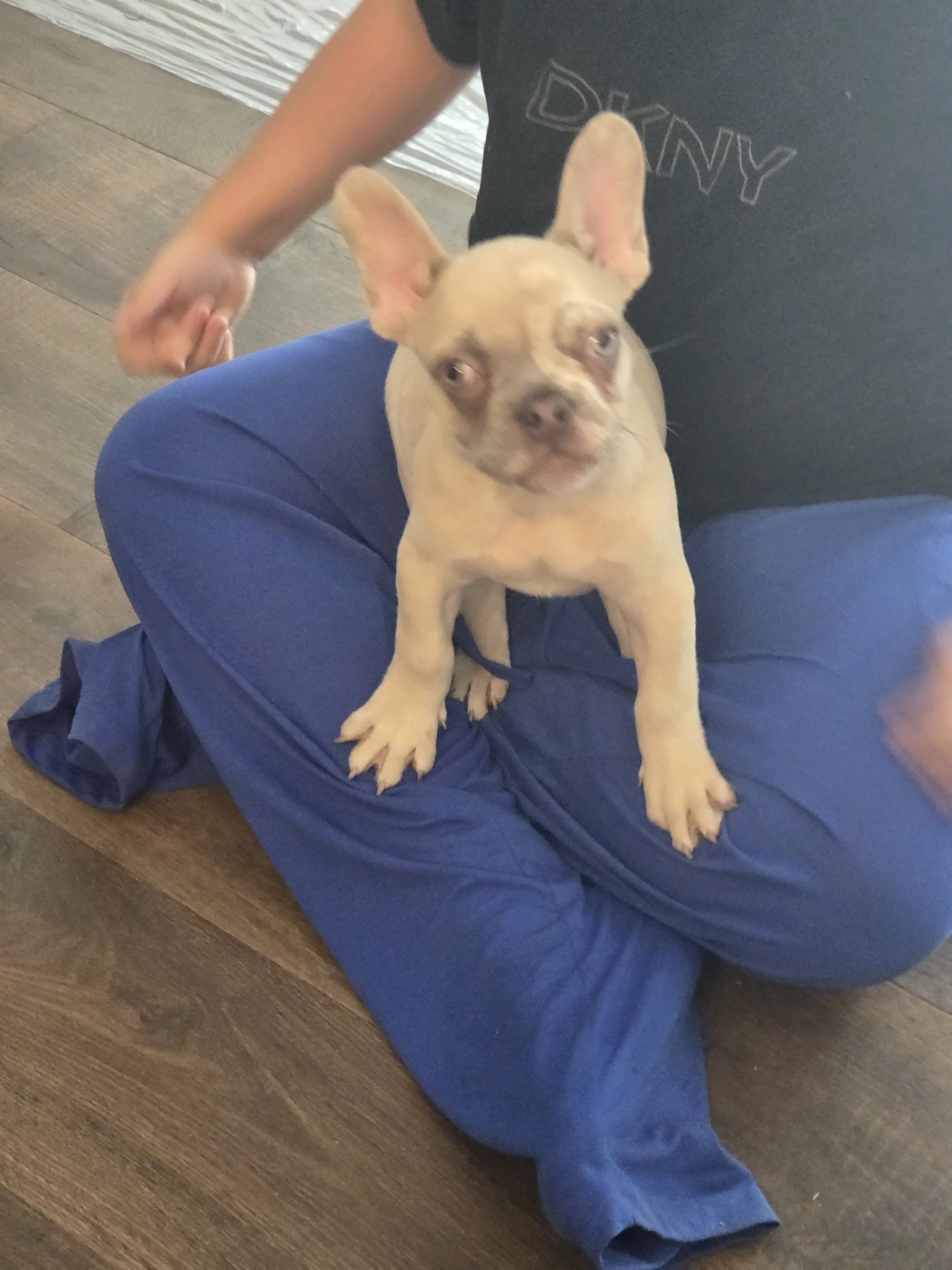 French Bulldog image 2