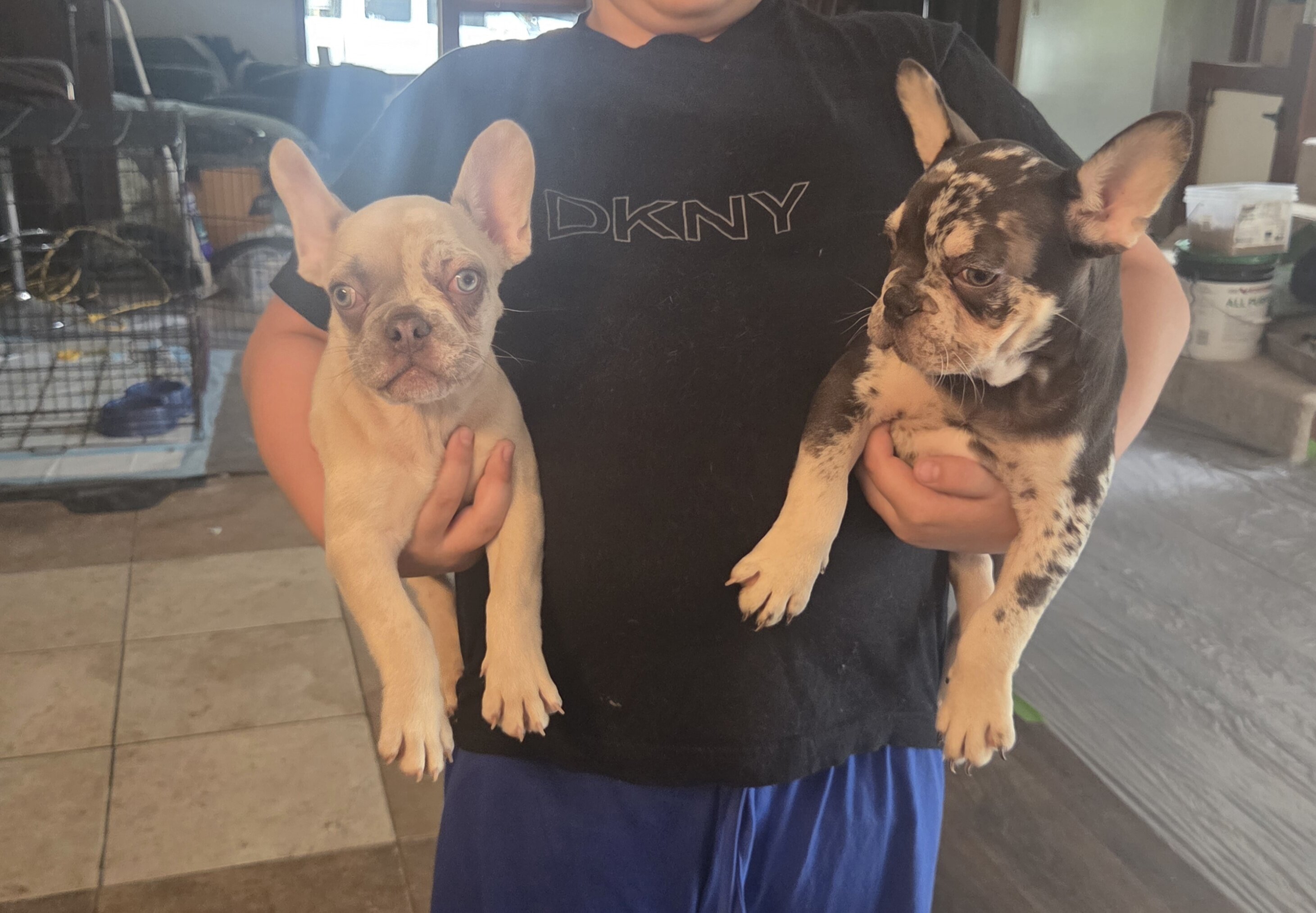 French Bulldog image 3