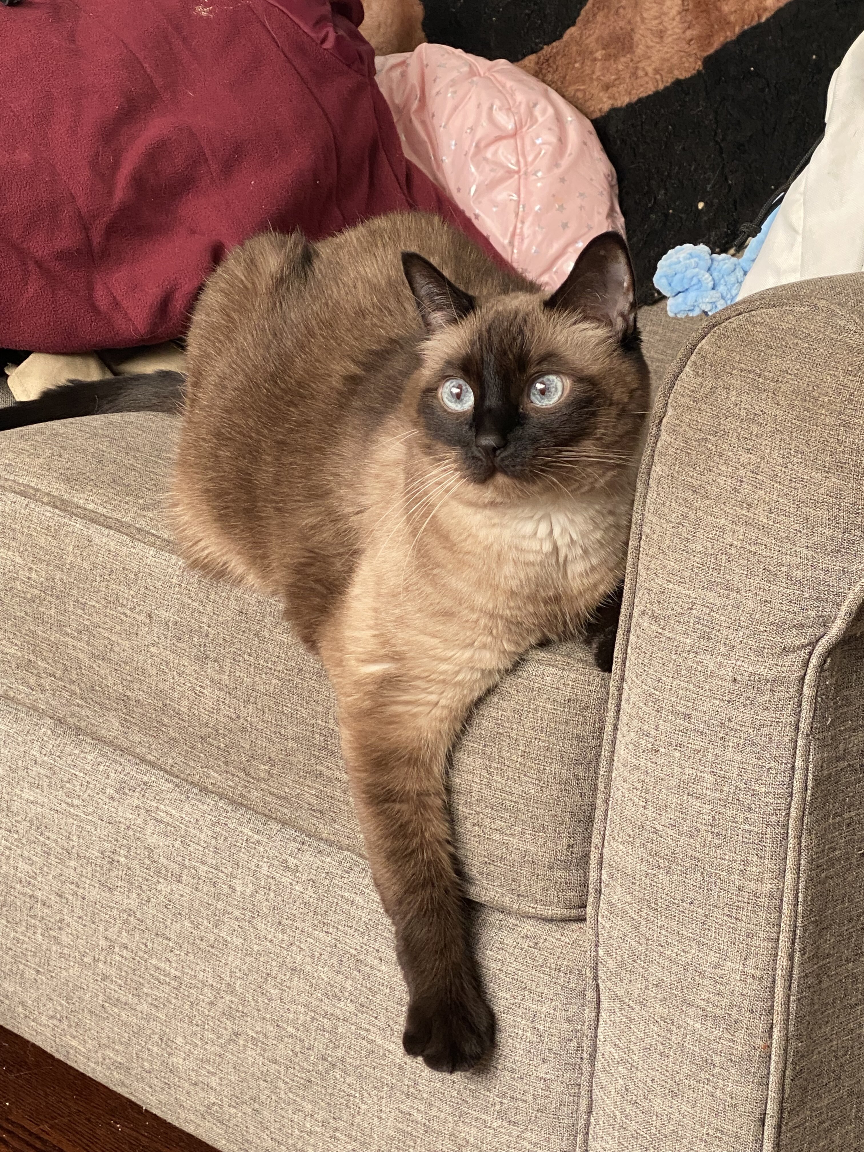 8 year old female seal point image 1