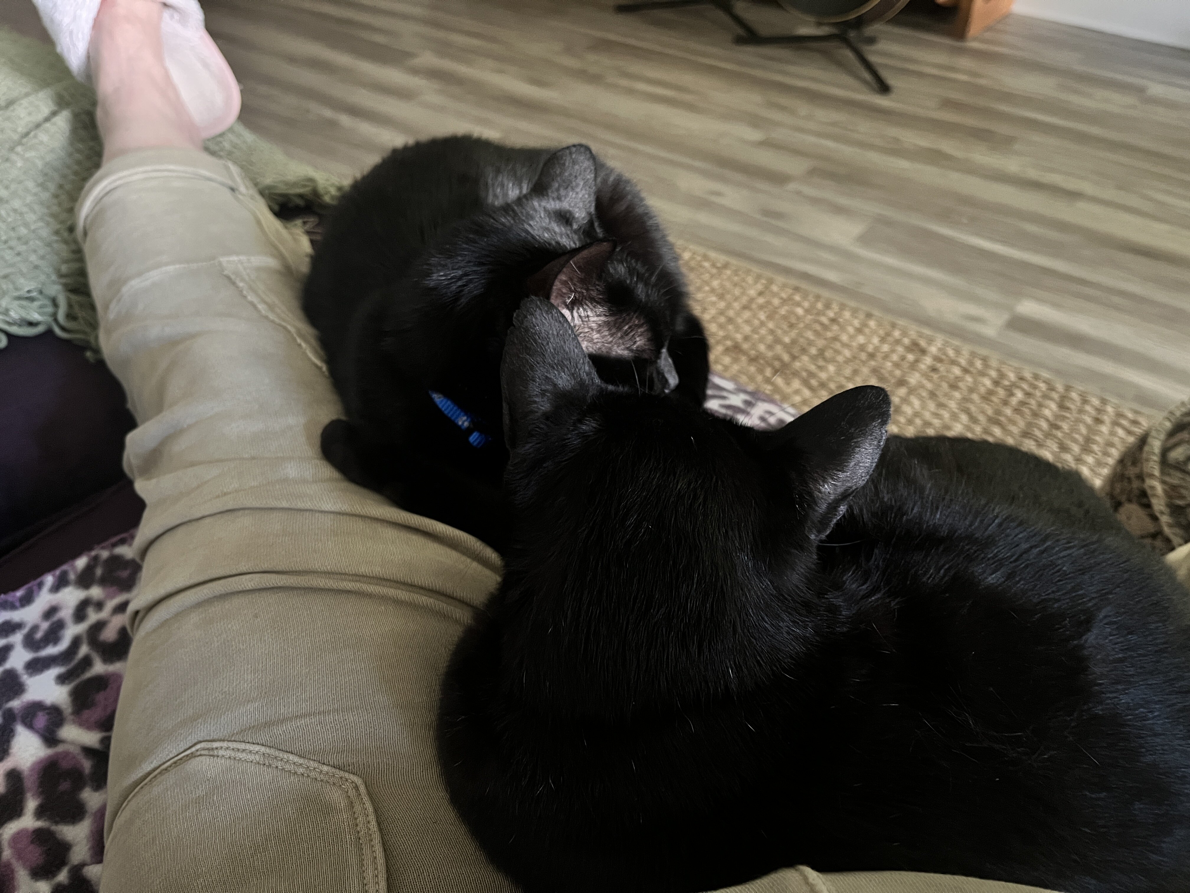 Young all-black female cat image 4