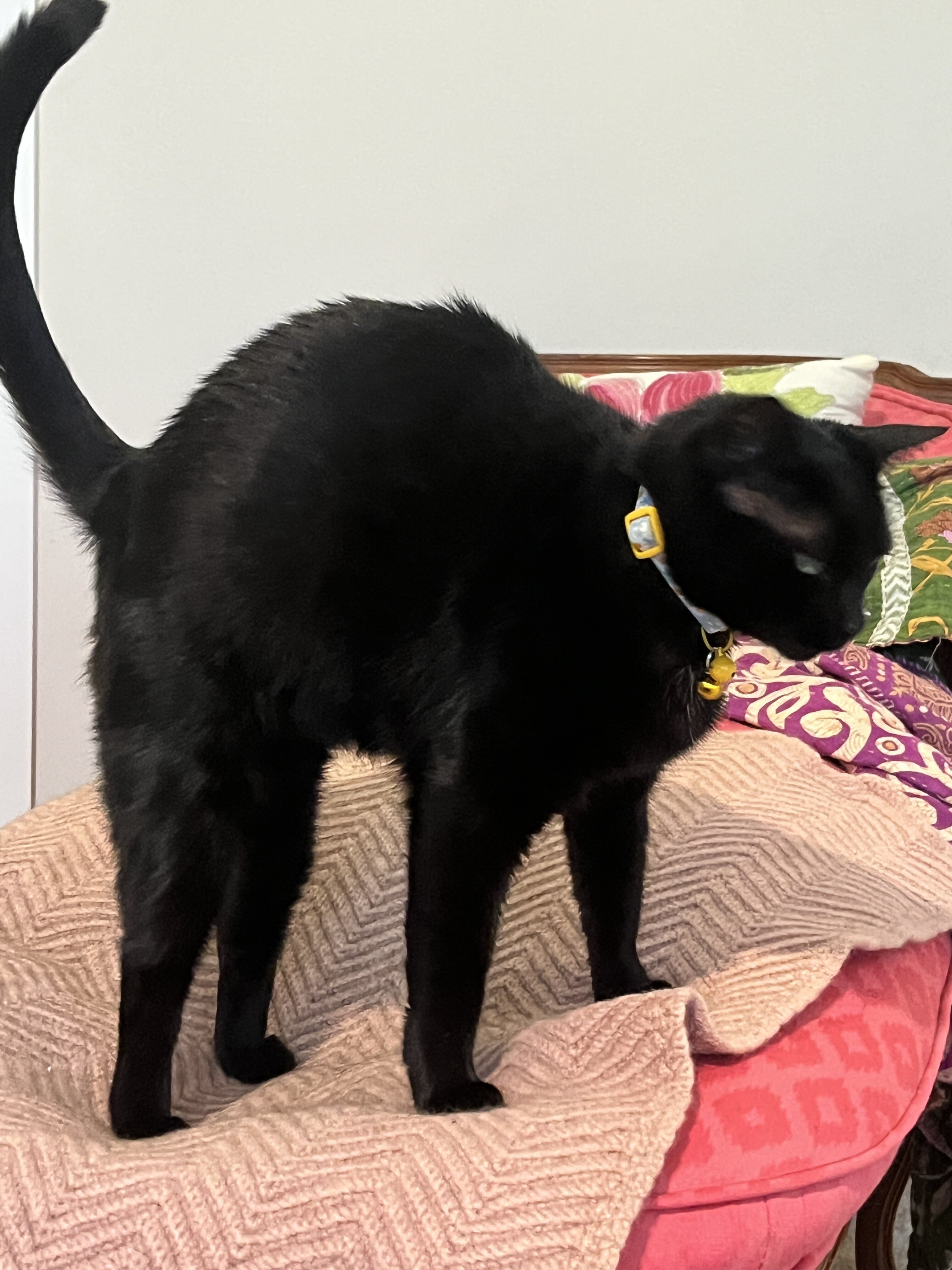 Young all-black female cat image 1