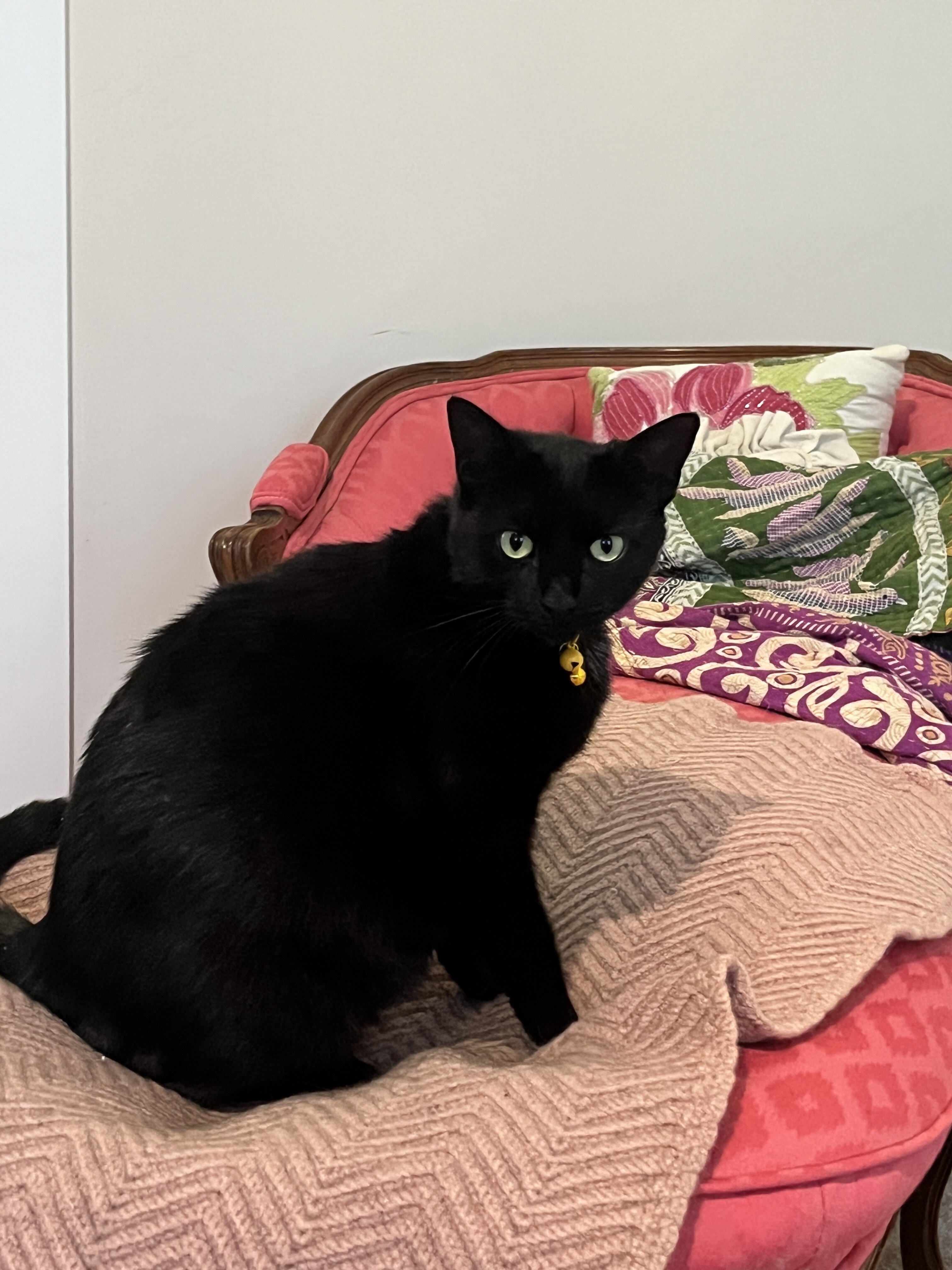 Young all-black female cat image 2