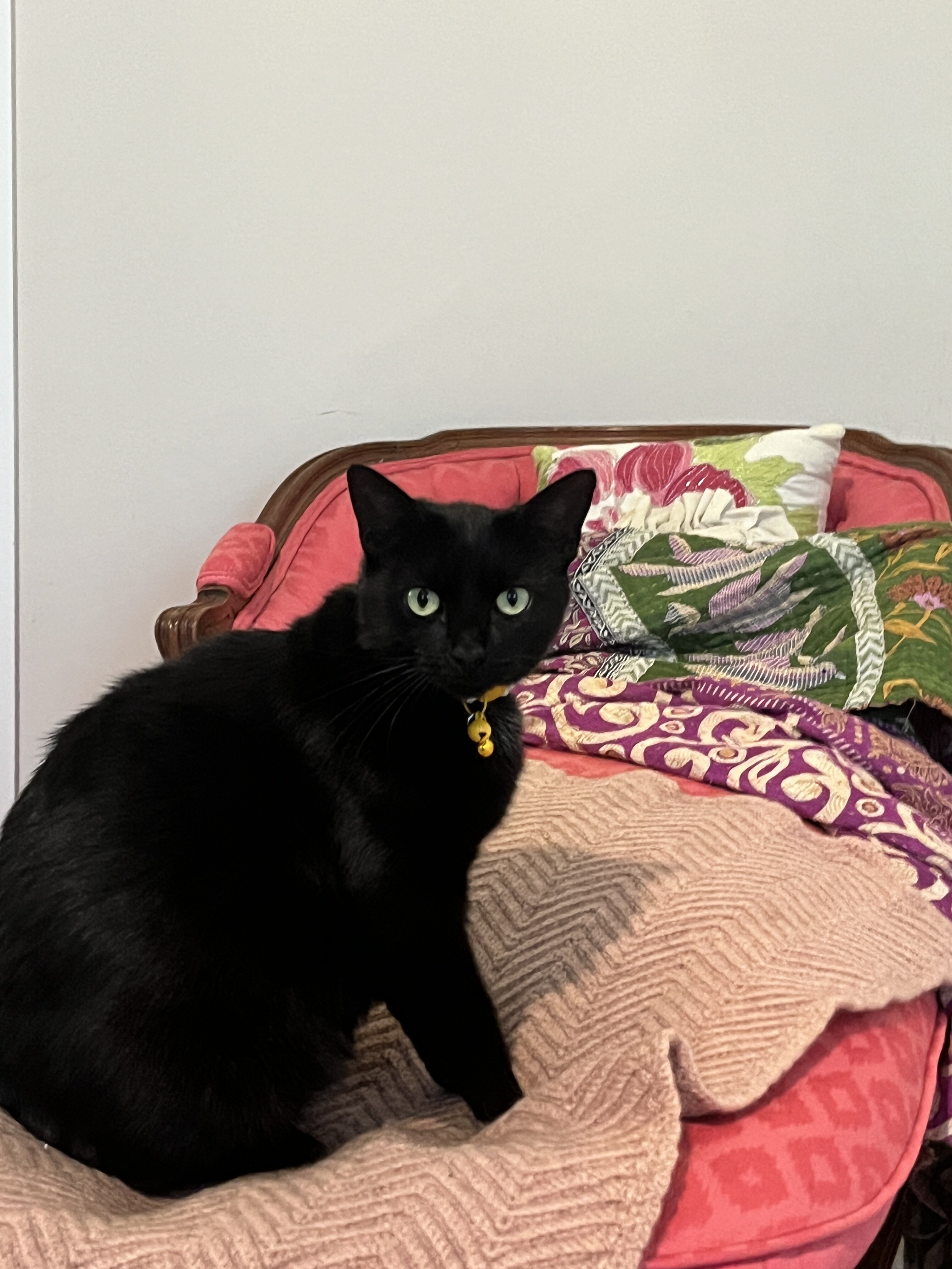 Young all-black female cat image 3