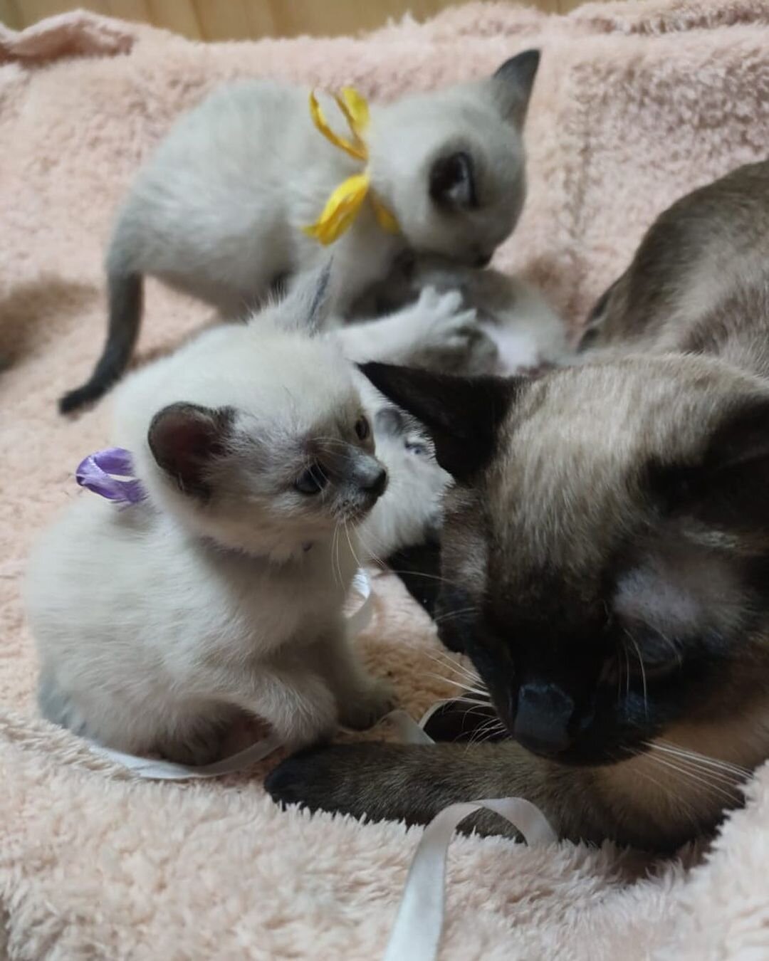 Siamese Kittens Available for Rehoming image 1