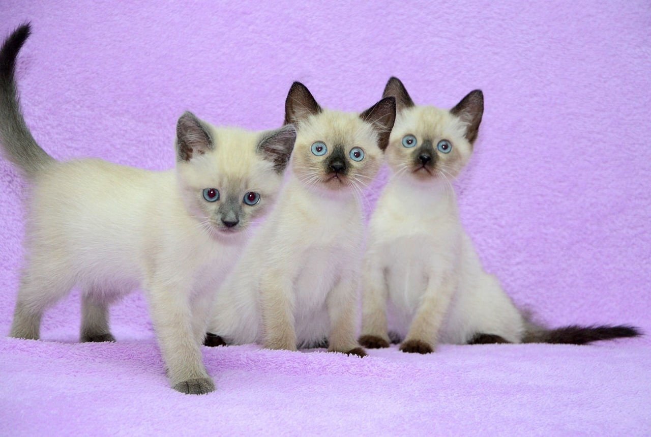 Siamese Kittens Available for Rehoming image 2