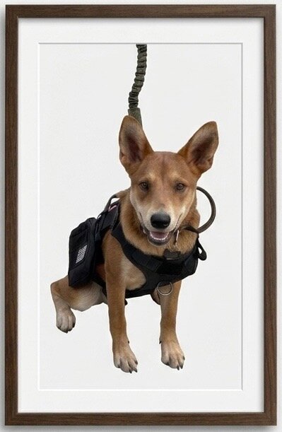 Dog for sale image 1