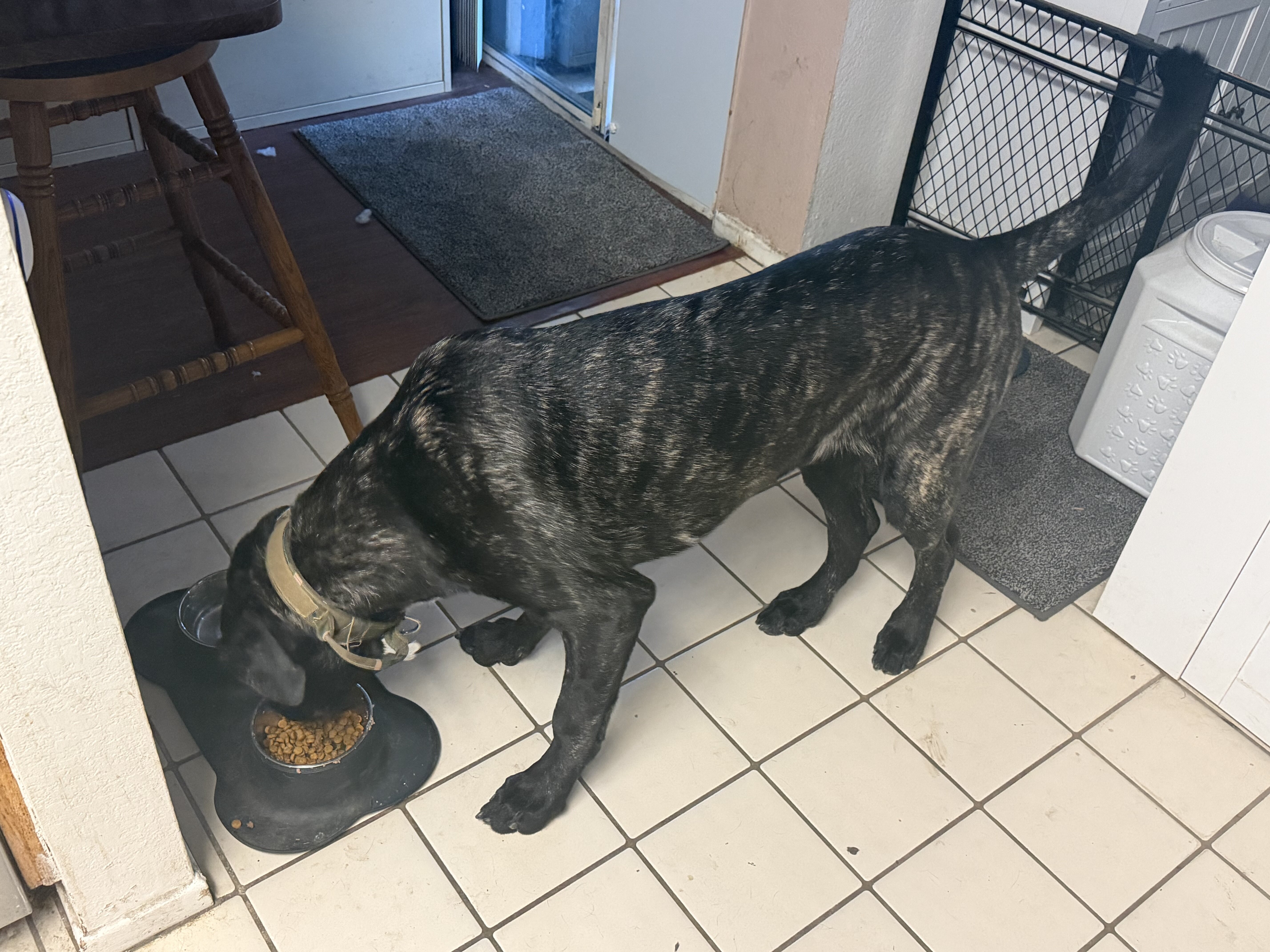 Gentle Giant image 1
