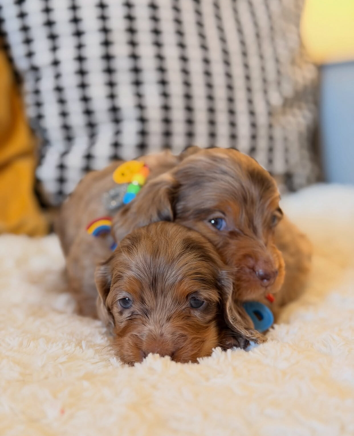 Adorable Dachshund puppies available. image 4