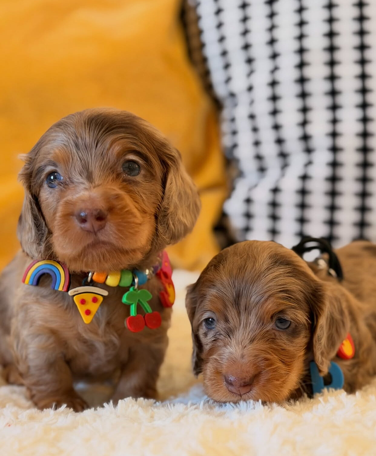 Adorable Dachshund puppies available. image 3