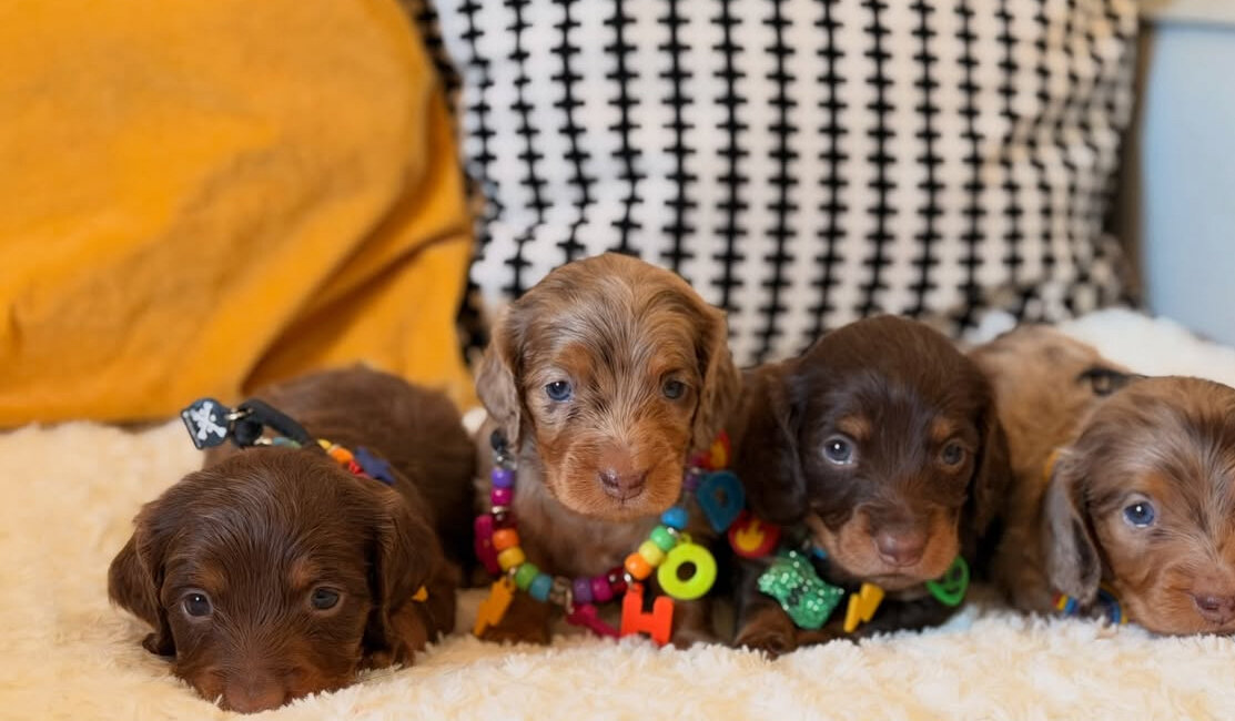 Adorable Dachshund puppies available. image 2
