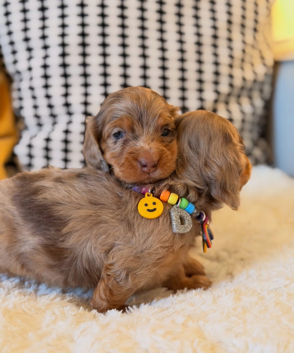 Adorable Dachshund puppies available. image 1