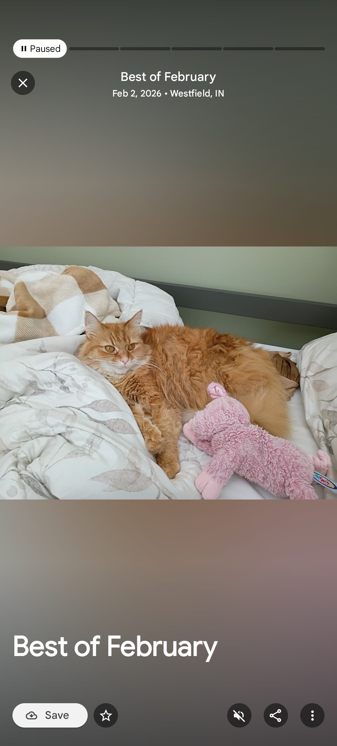 Four year old female cat image 1