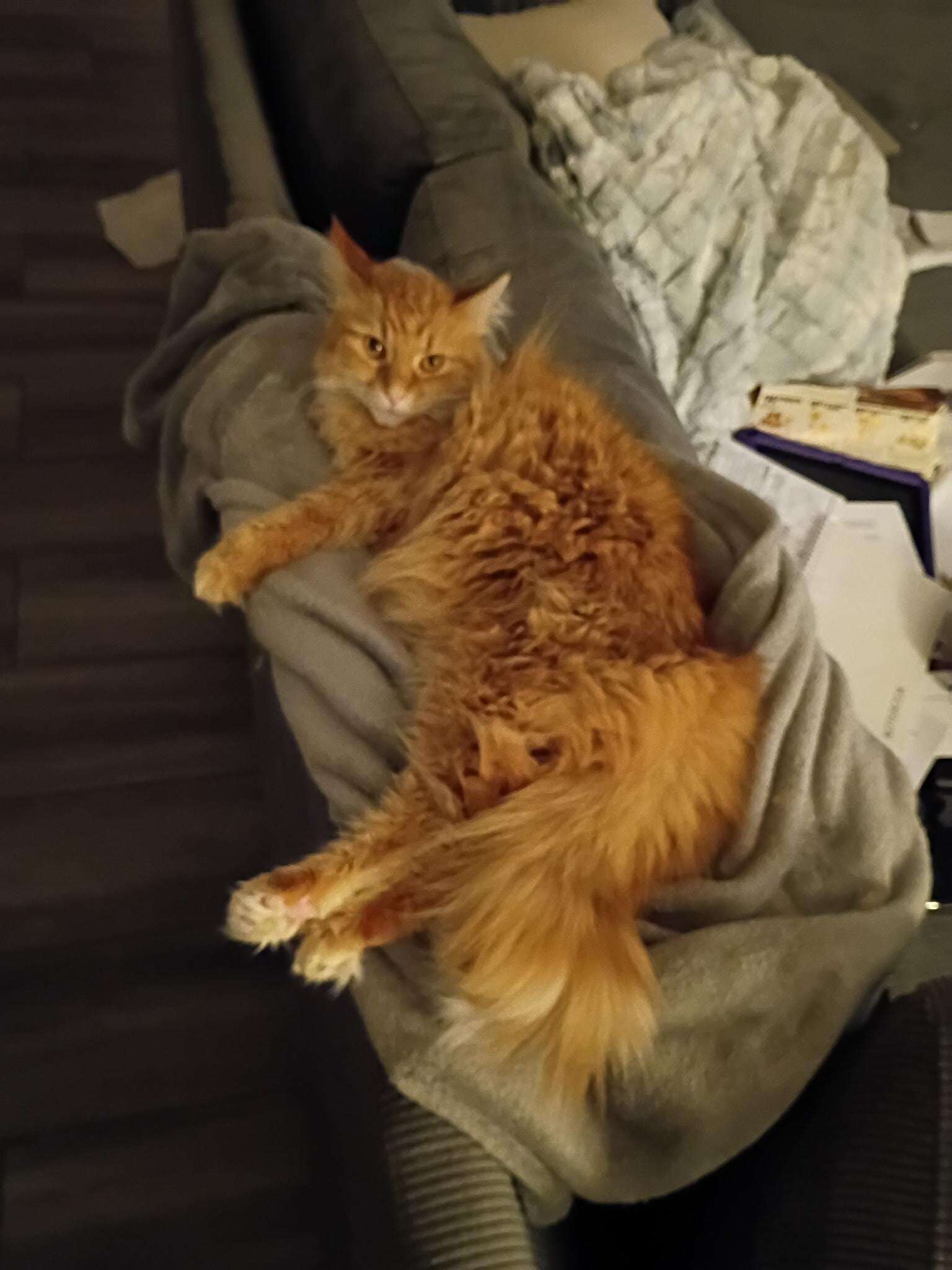 Four year old female cat image 2