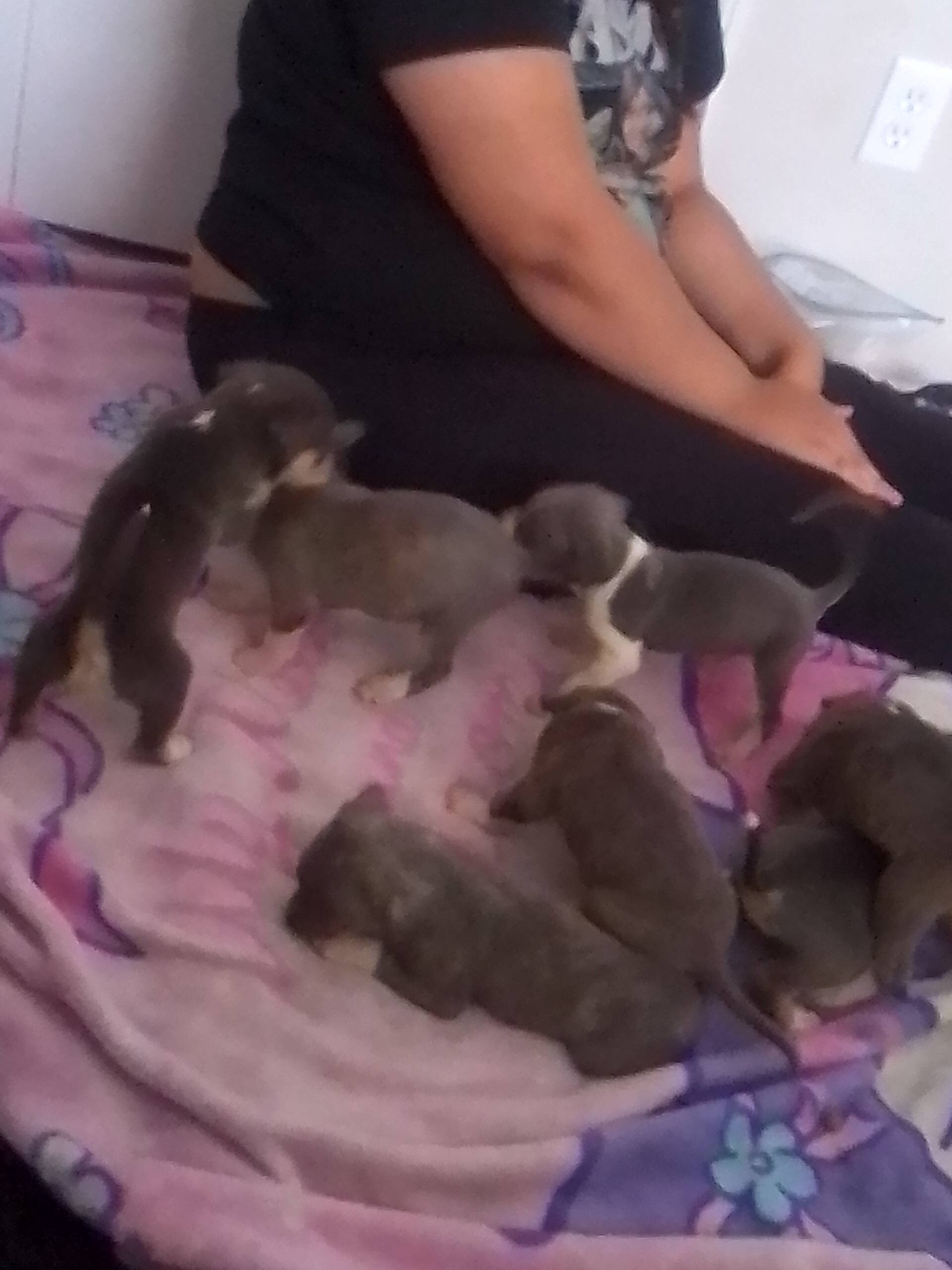 Pitbull puppies!! image 1