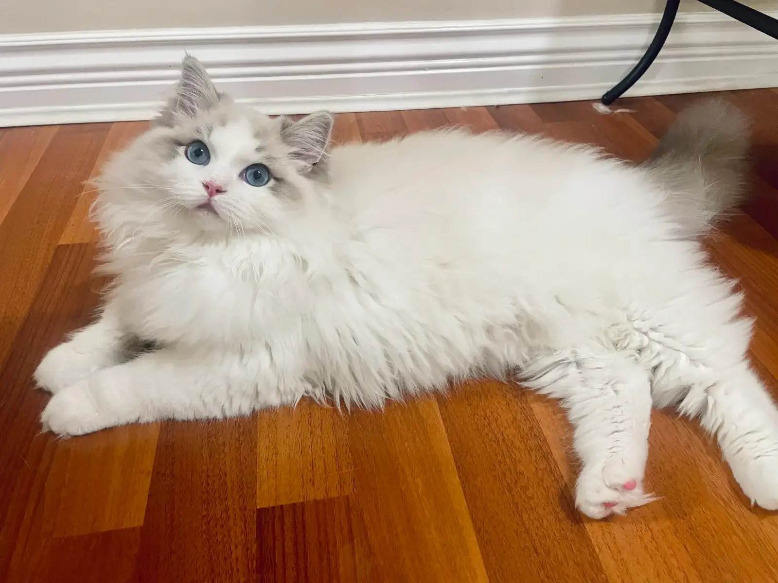 TICA Registered Ragdolls Available for Visiting image 5