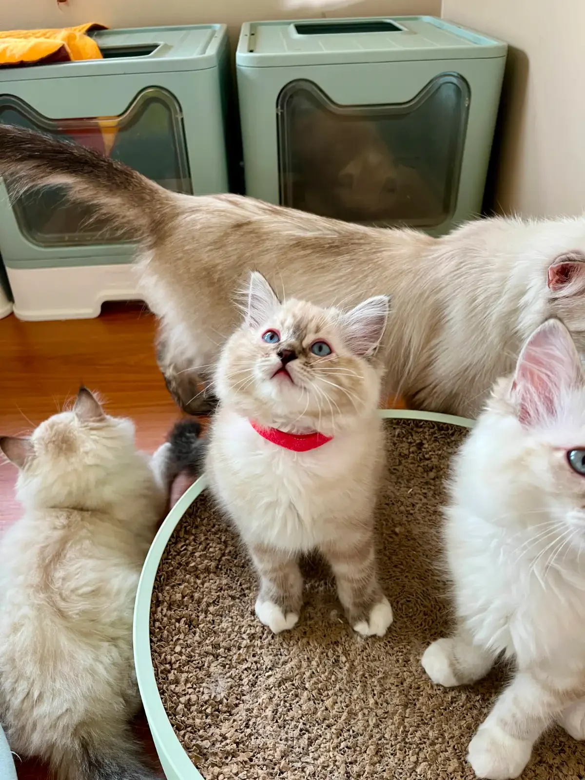 TICA Registered Ragdolls Available for Visiting image 6