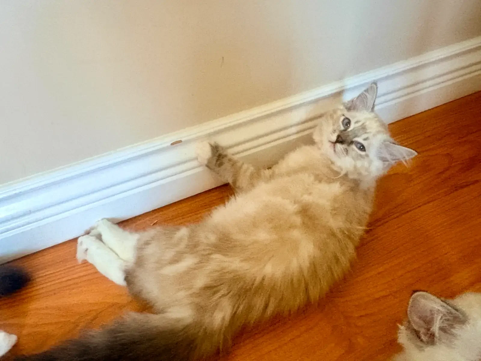 TICA Registered Ragdolls Available for Visiting image 4