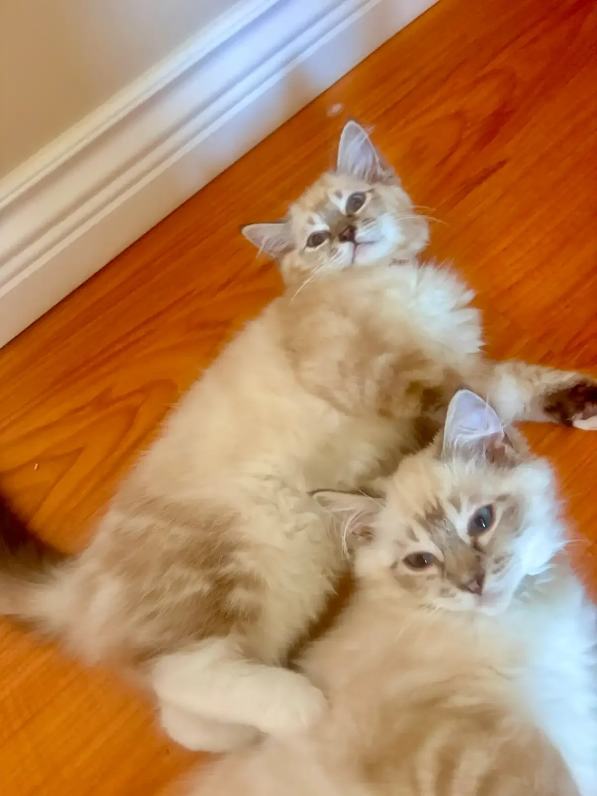 TICA Registered Ragdolls Available for Visiting image 3