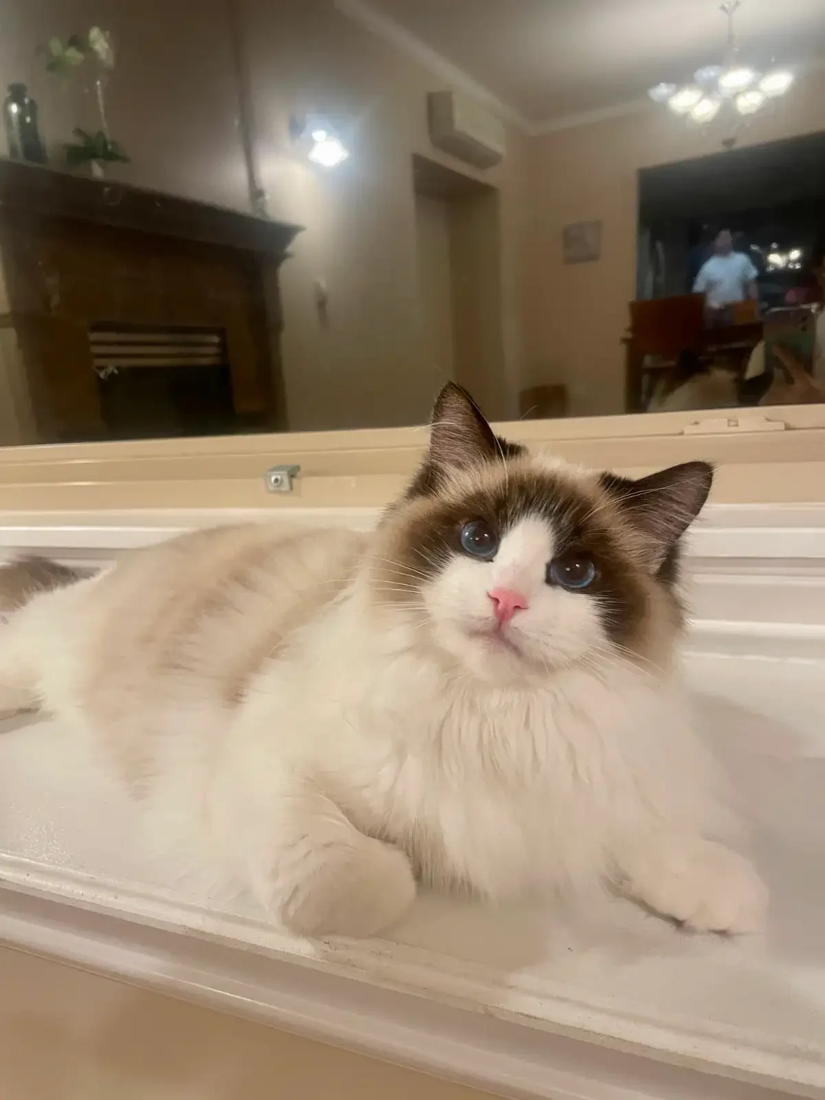 TICA Registered Ragdolls Available for Visiting image 1