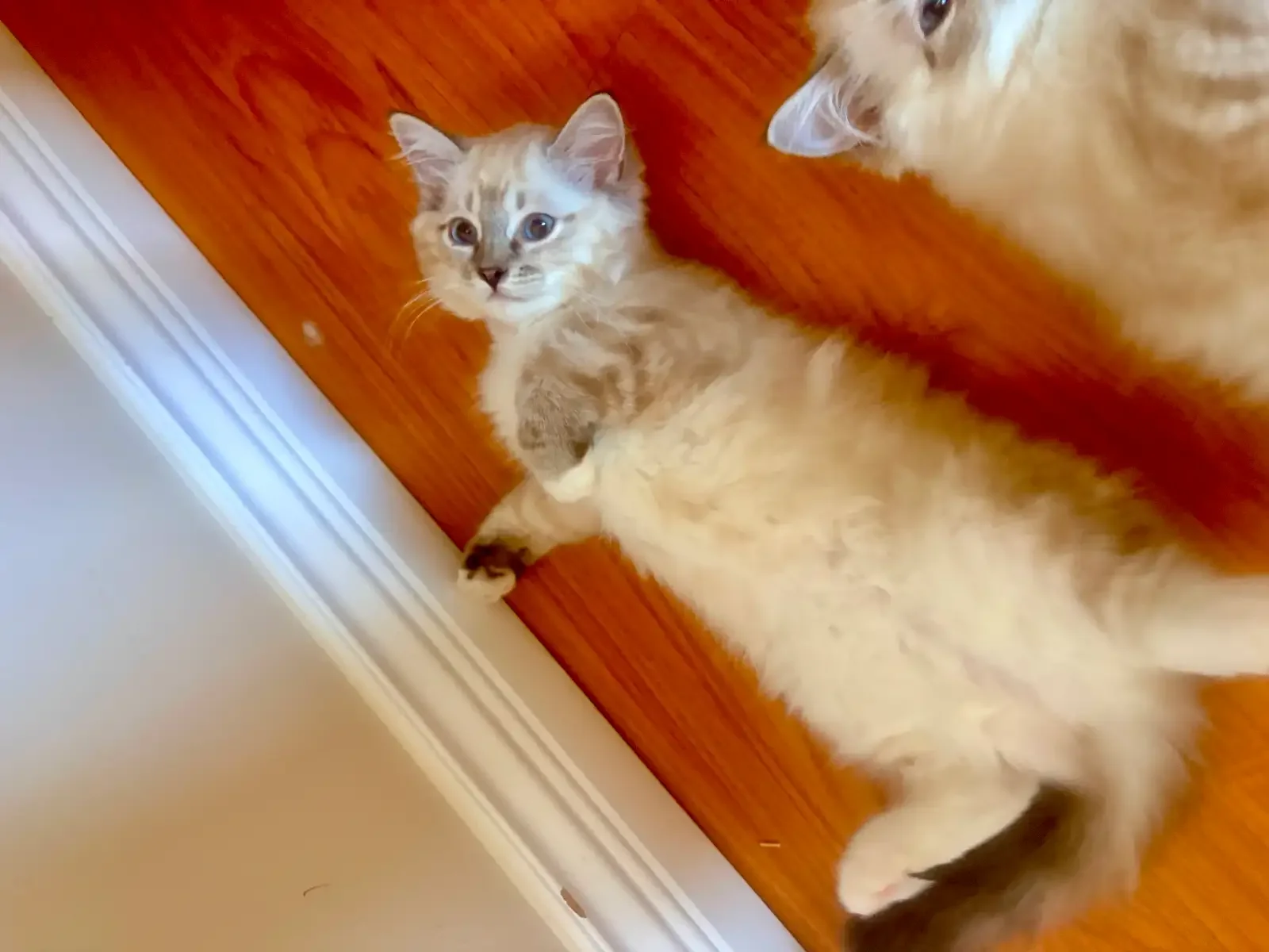 TICA Registered Ragdolls Available for Visiting image 2