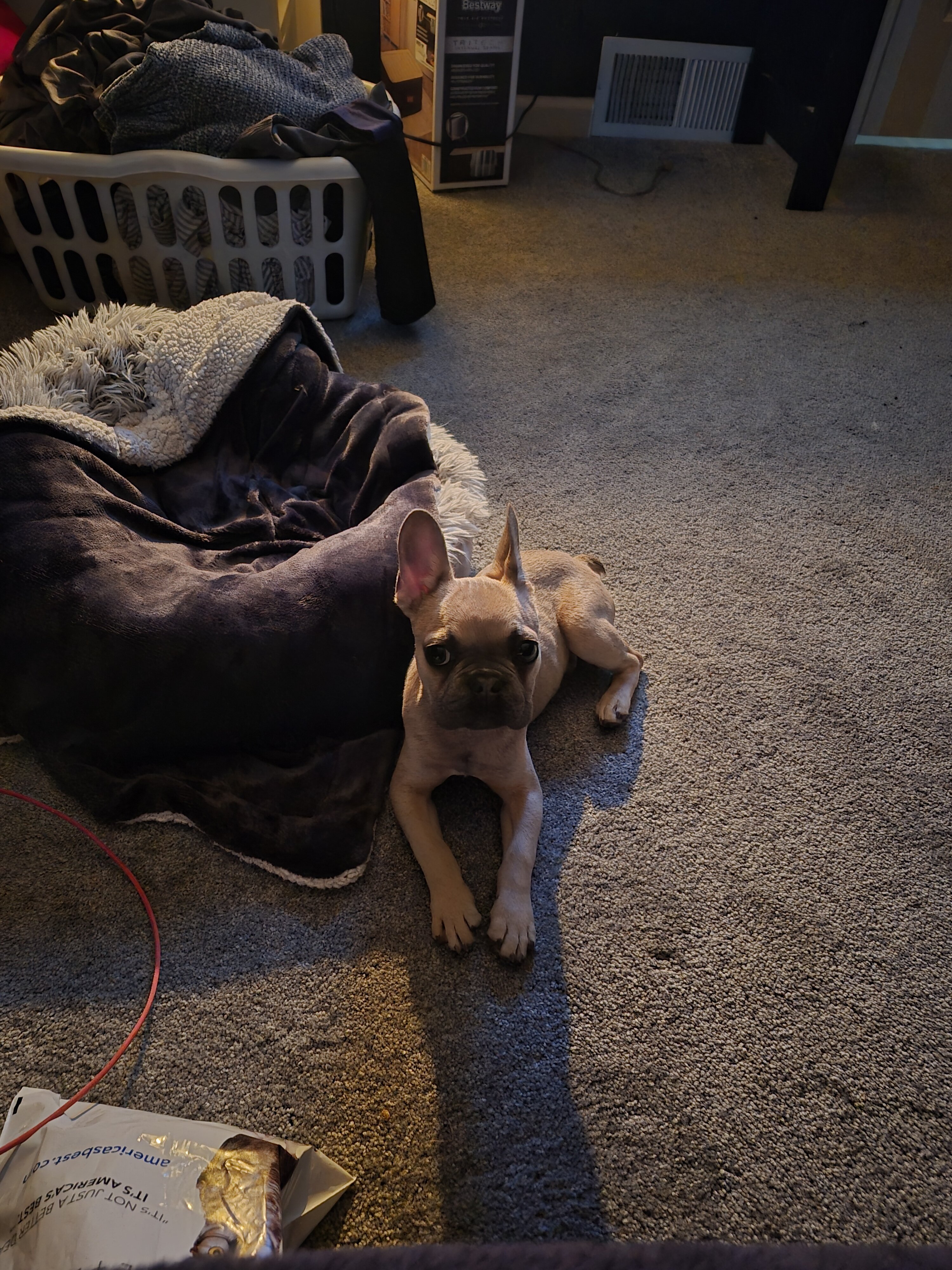 French Bulldog puppy image 4