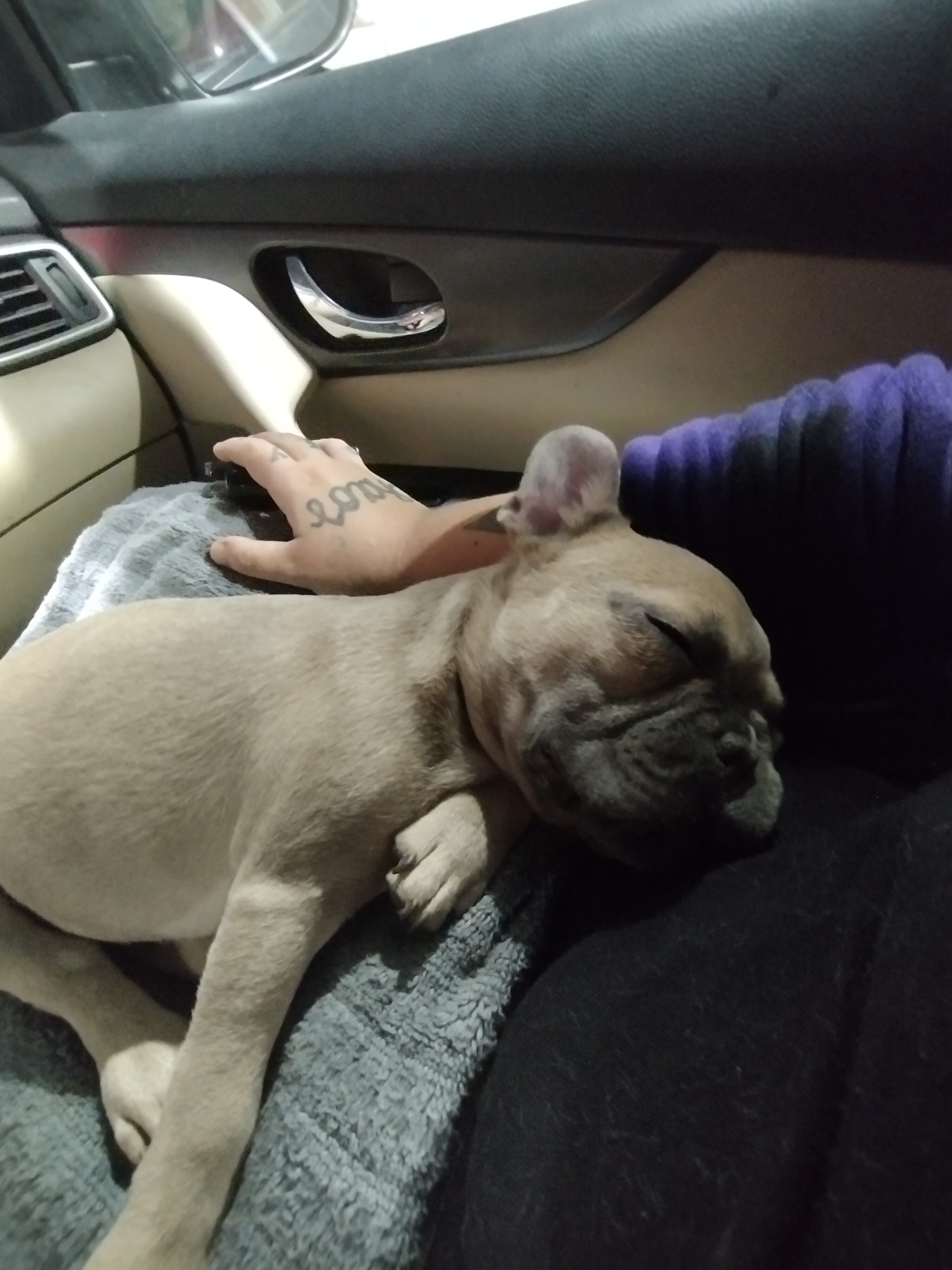 French Bulldog puppy image 2
