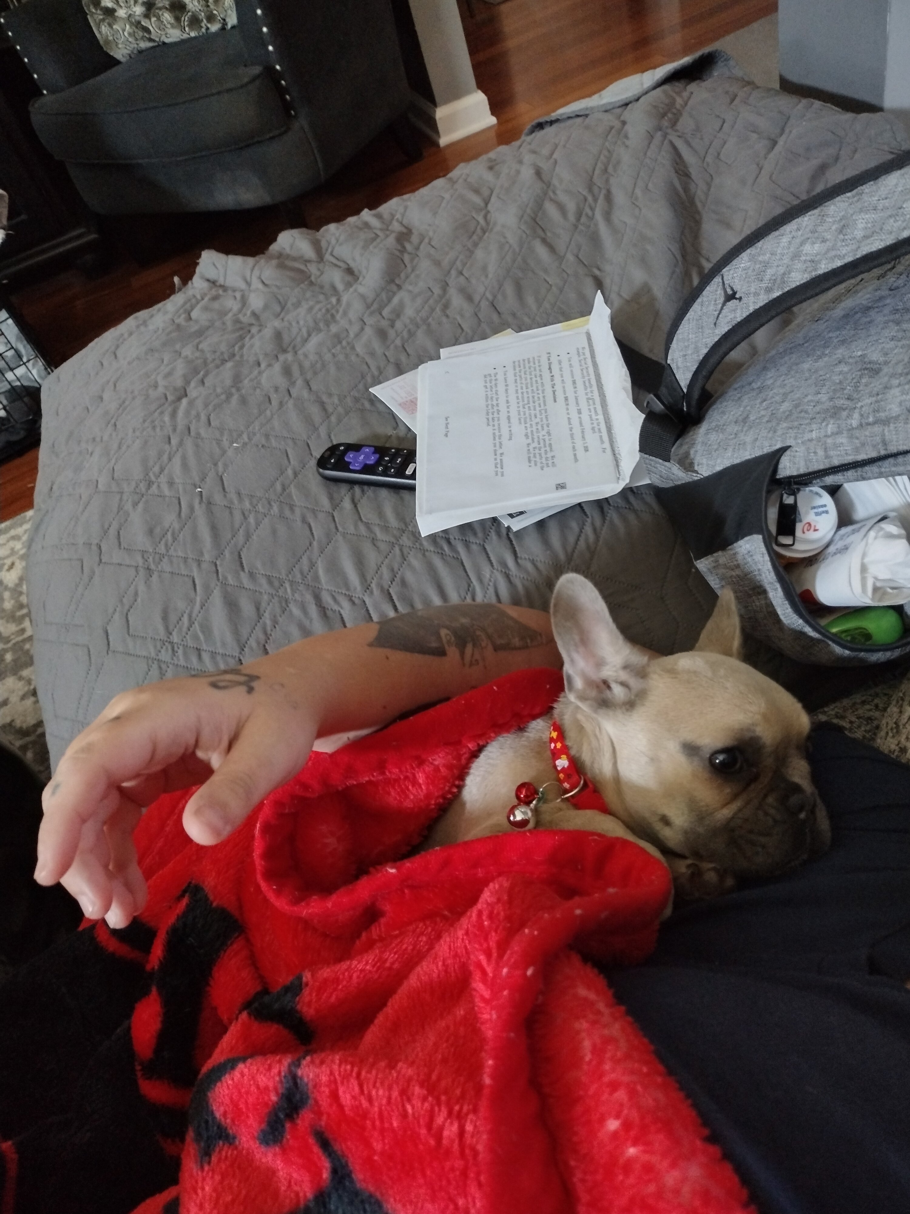 French Bulldog puppy image 3