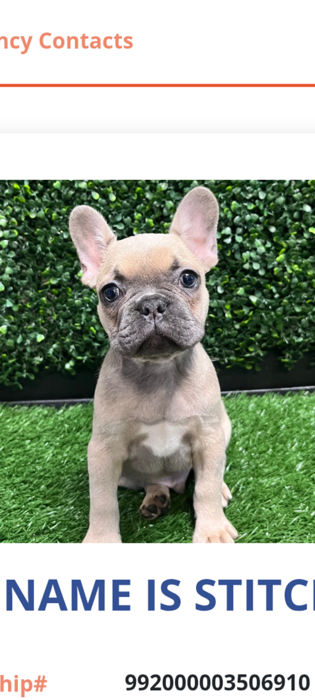 French Bulldog puppy image 1