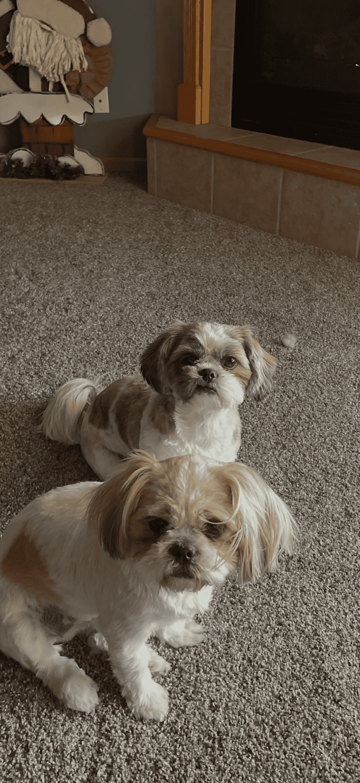 2 sister Shih Tzu 7yrs old image 1