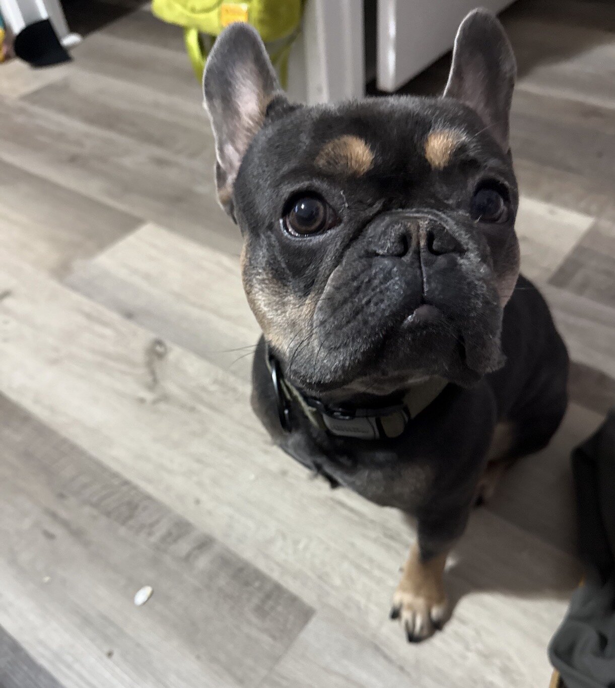 Dog image 1