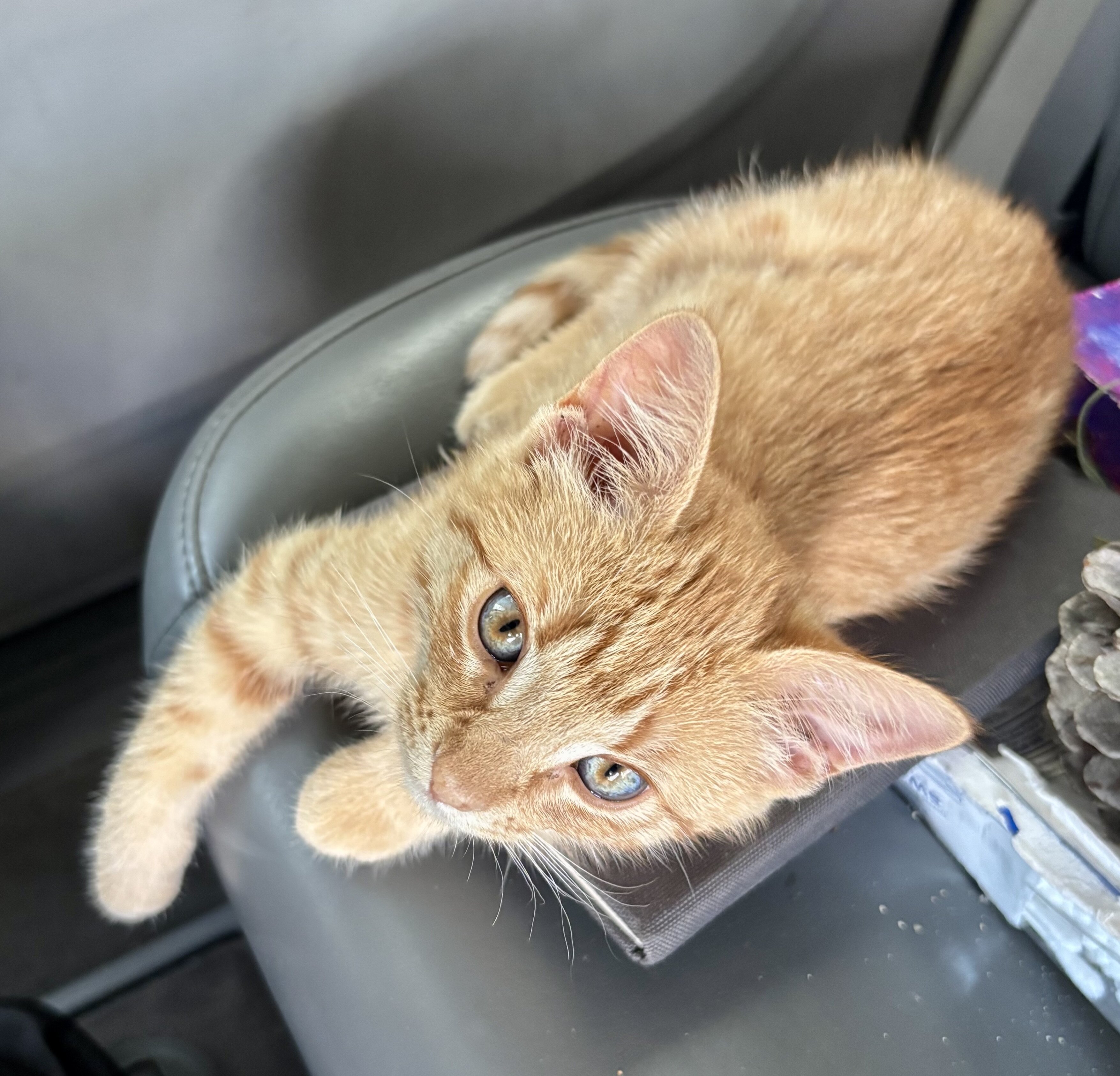 12 Week Old Female Orange Tabby image 1
