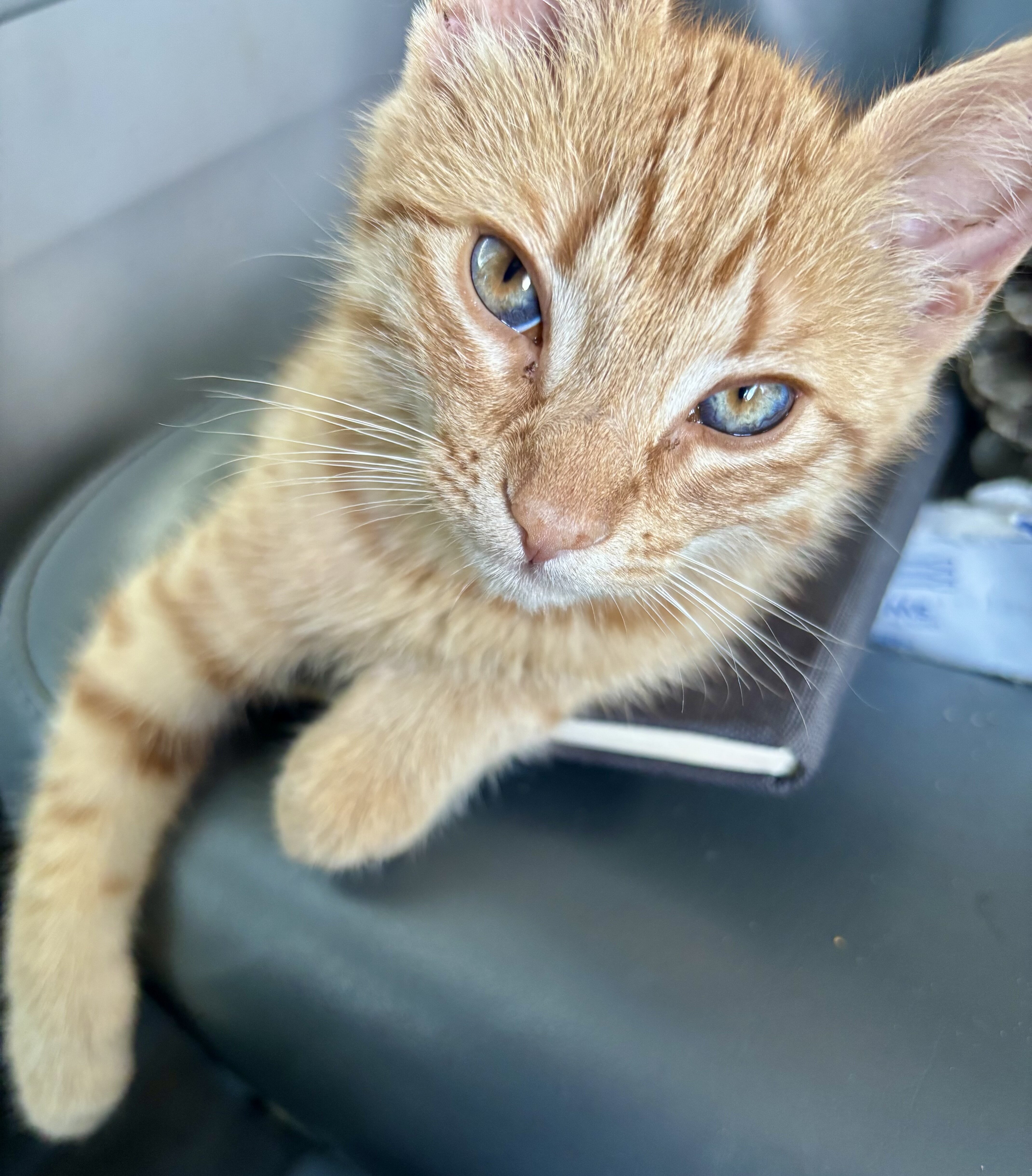 12 Week Old Female Orange Tabby image 2