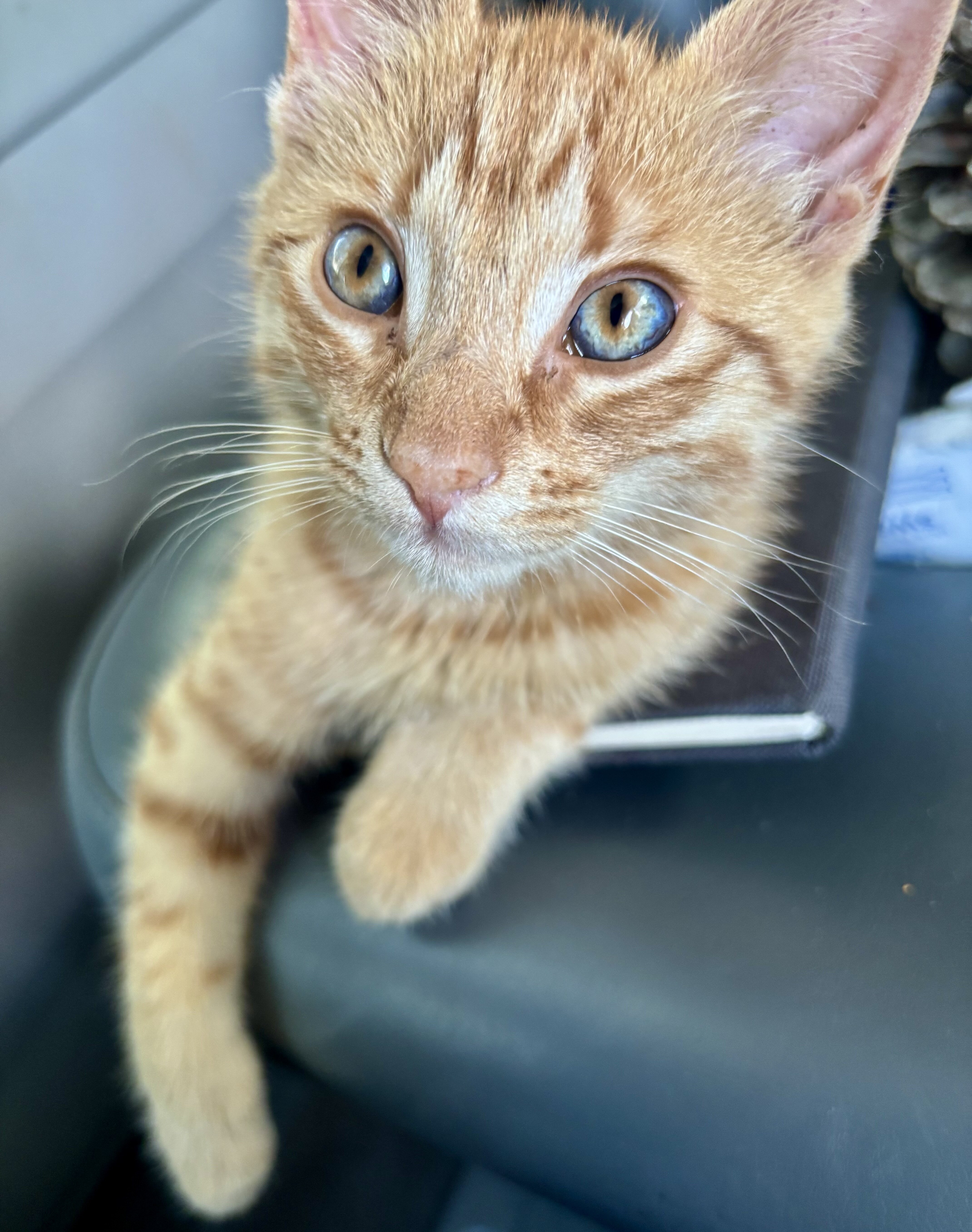 12 Week Old Female Orange Tabby image 3