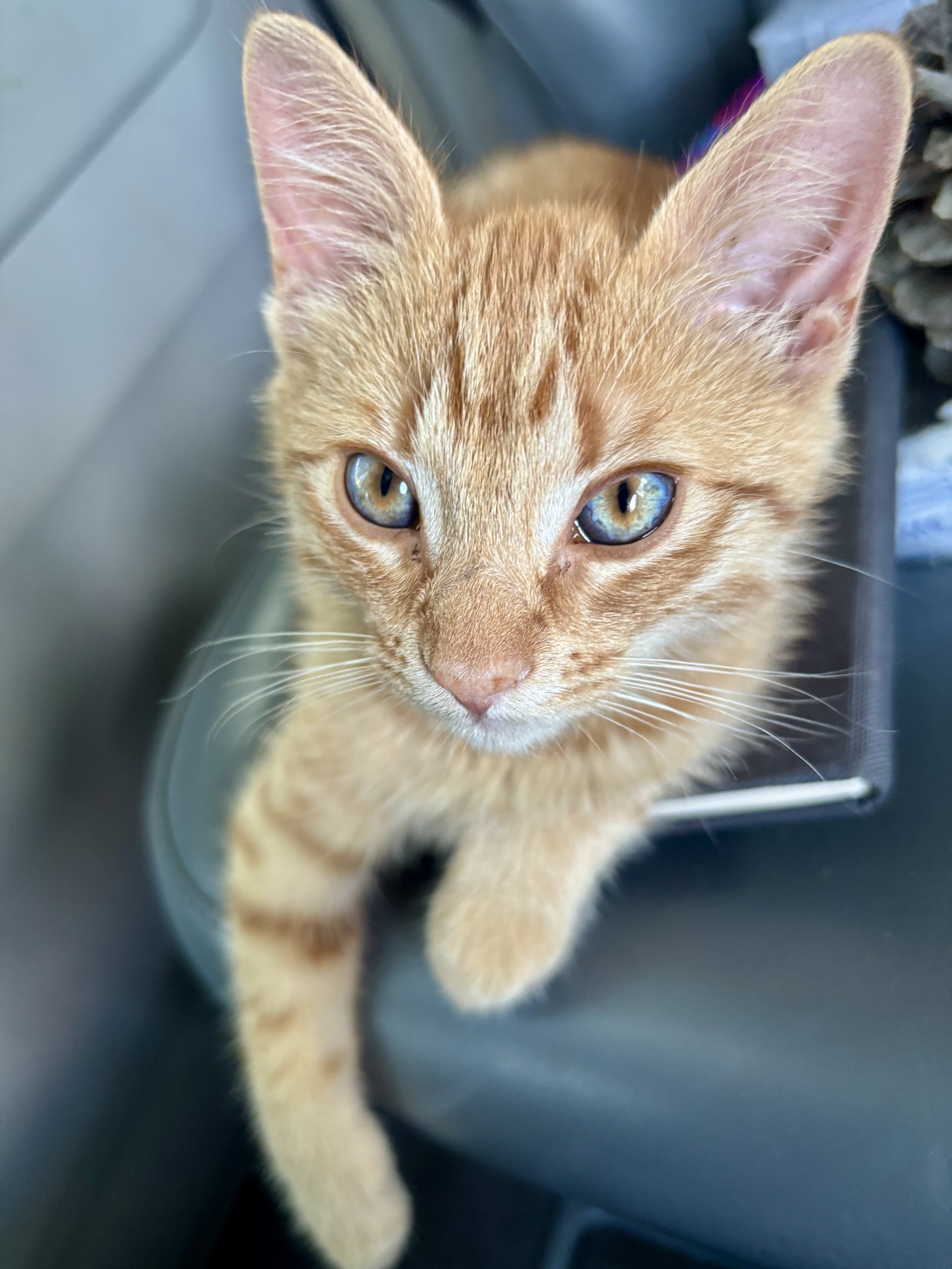 12 Week Old Female Orange Tabby image 4