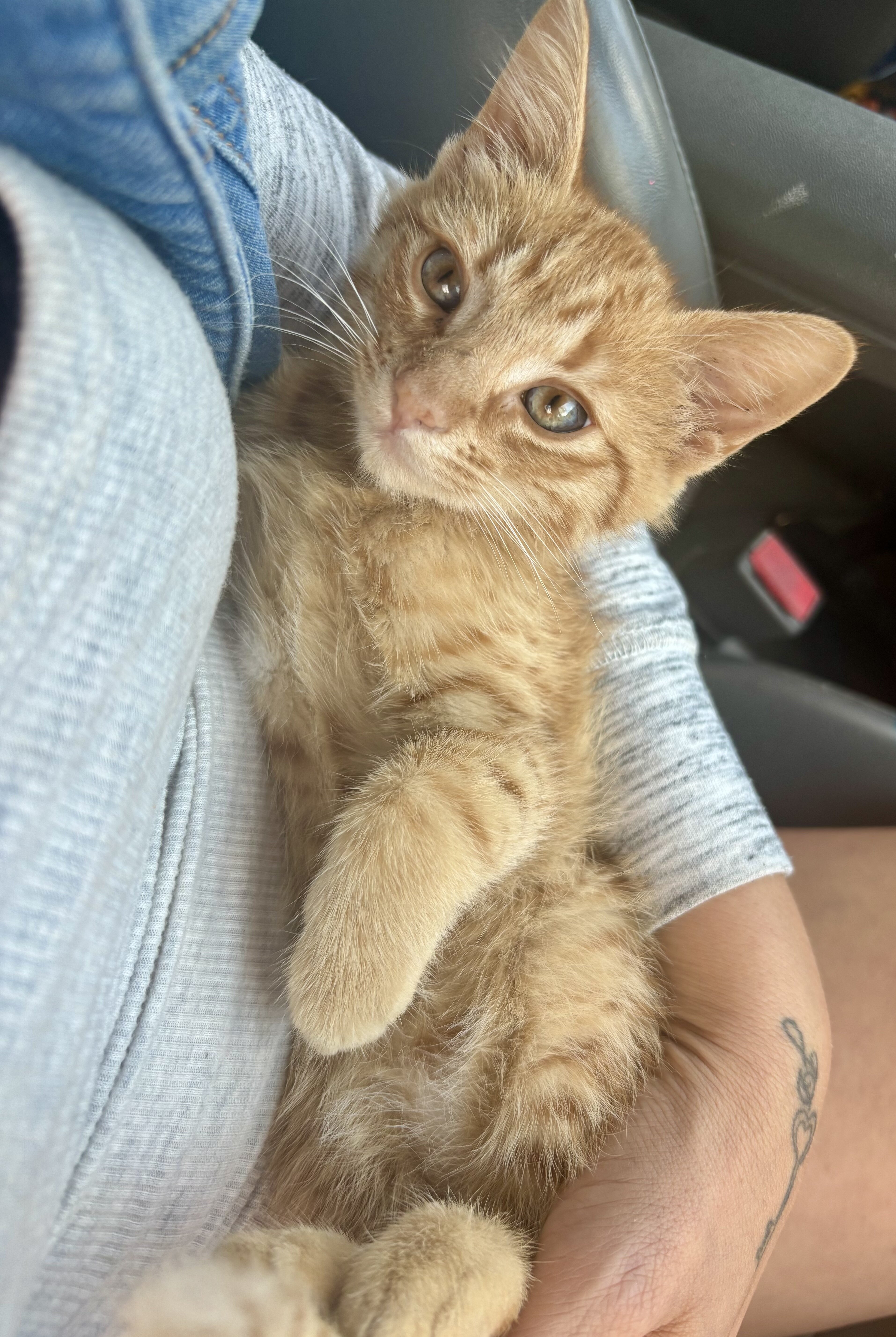 12 Week Old Female Orange Tabby image 5