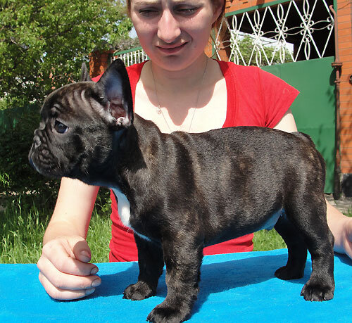 Cute French Bulldog Puppies for sale. image 2