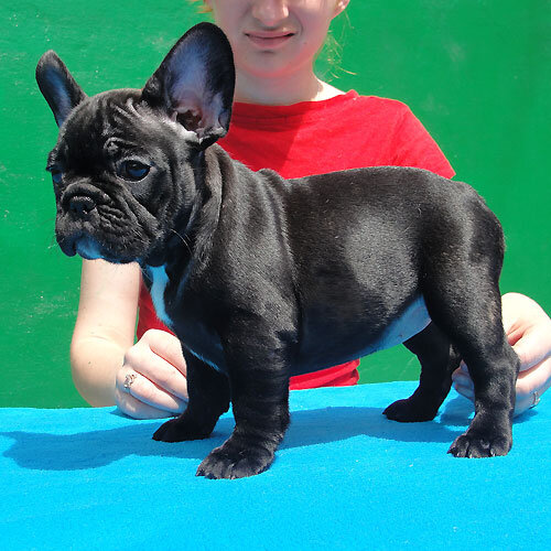 Cute French Bulldog Puppies for sale. image 1