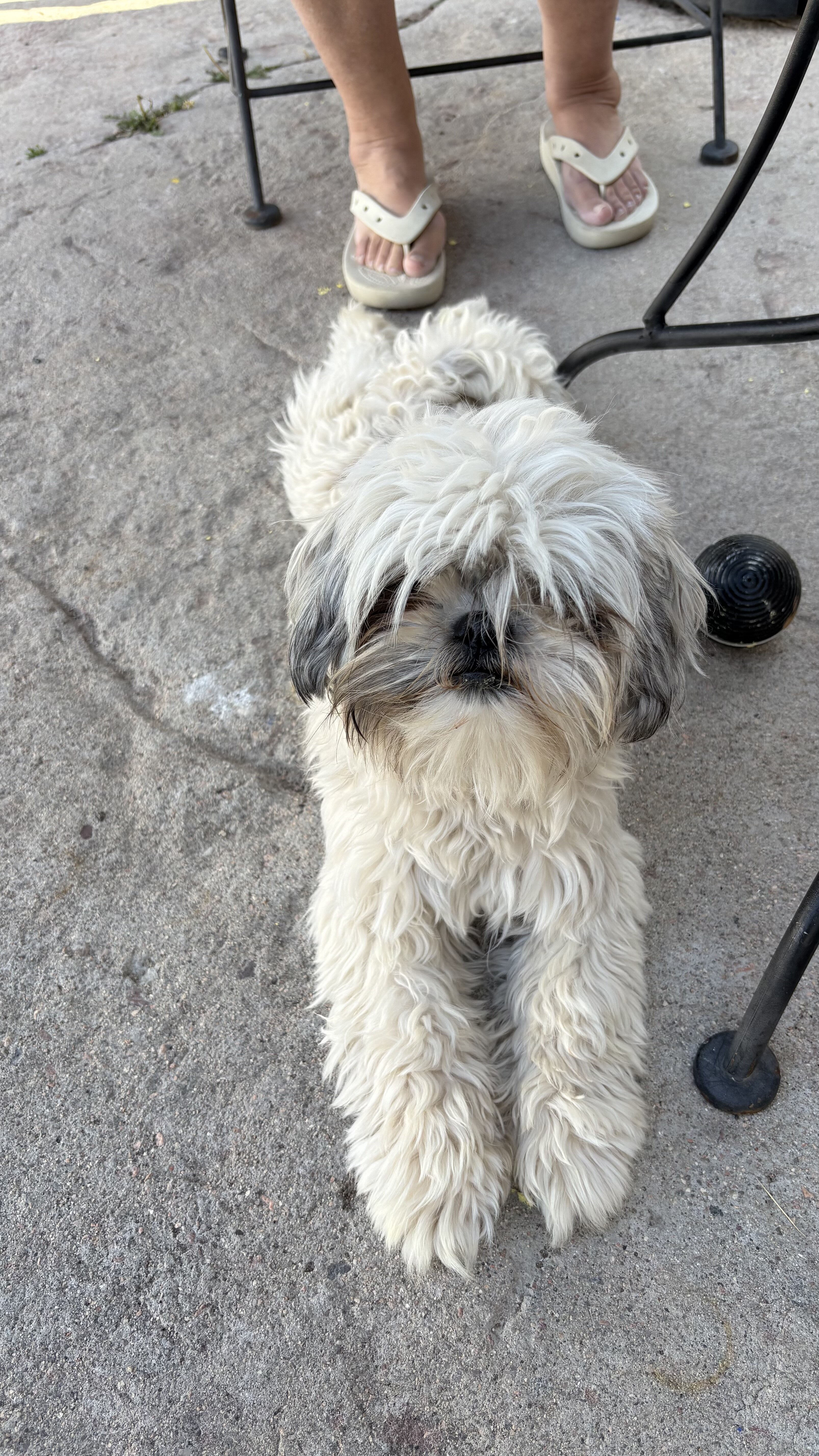 Full blooded female Shihtzu image 2