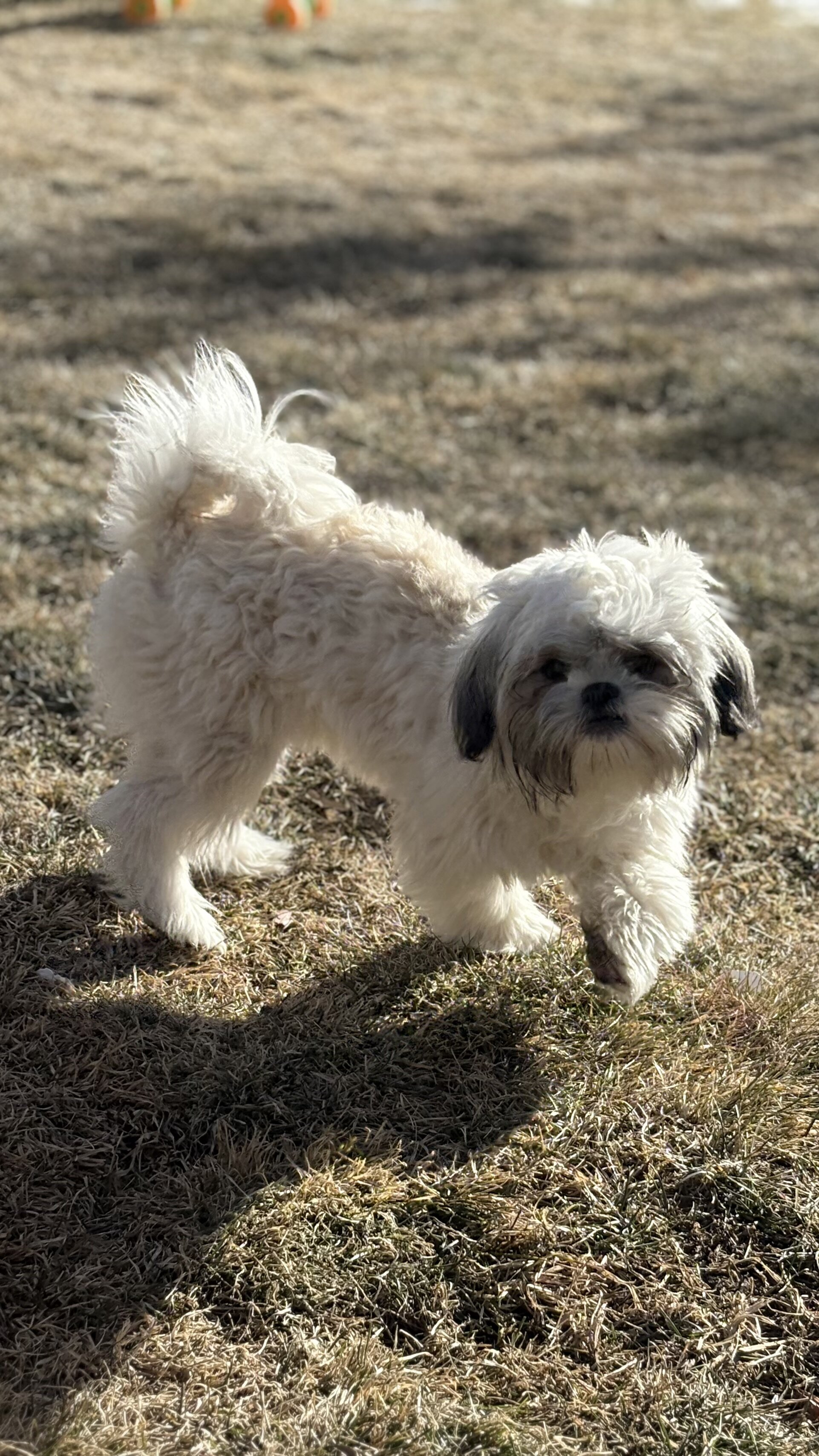 Full blooded female Shihtzu image 1