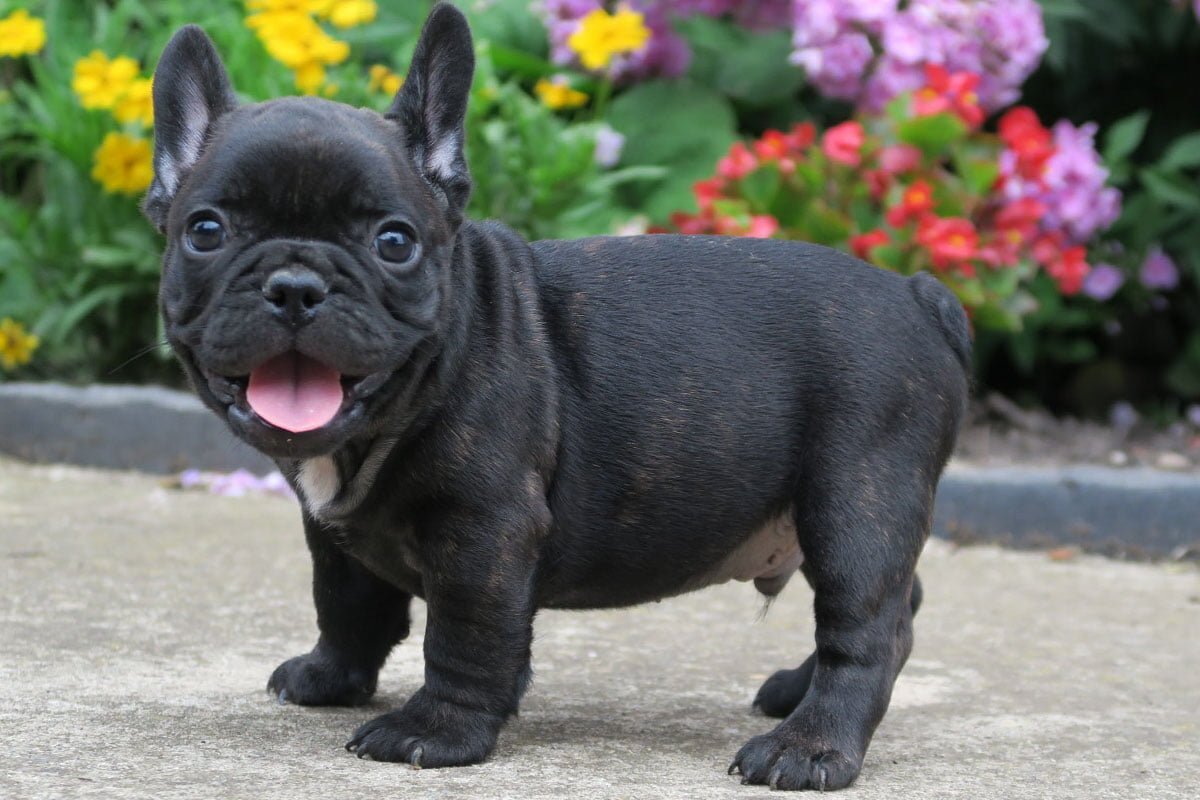 Gorgeous little Frenchie pups for a new home . image 1