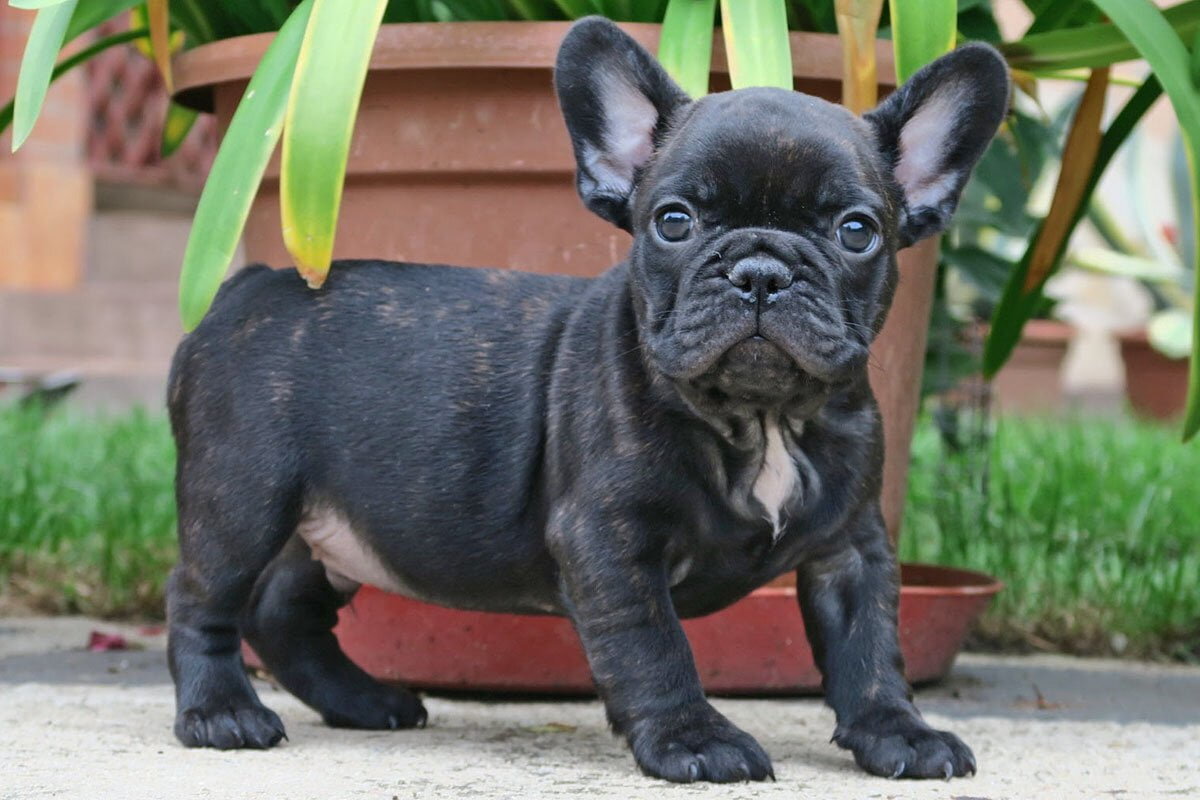Gorgeous little Frenchie pups for a new home . image 4