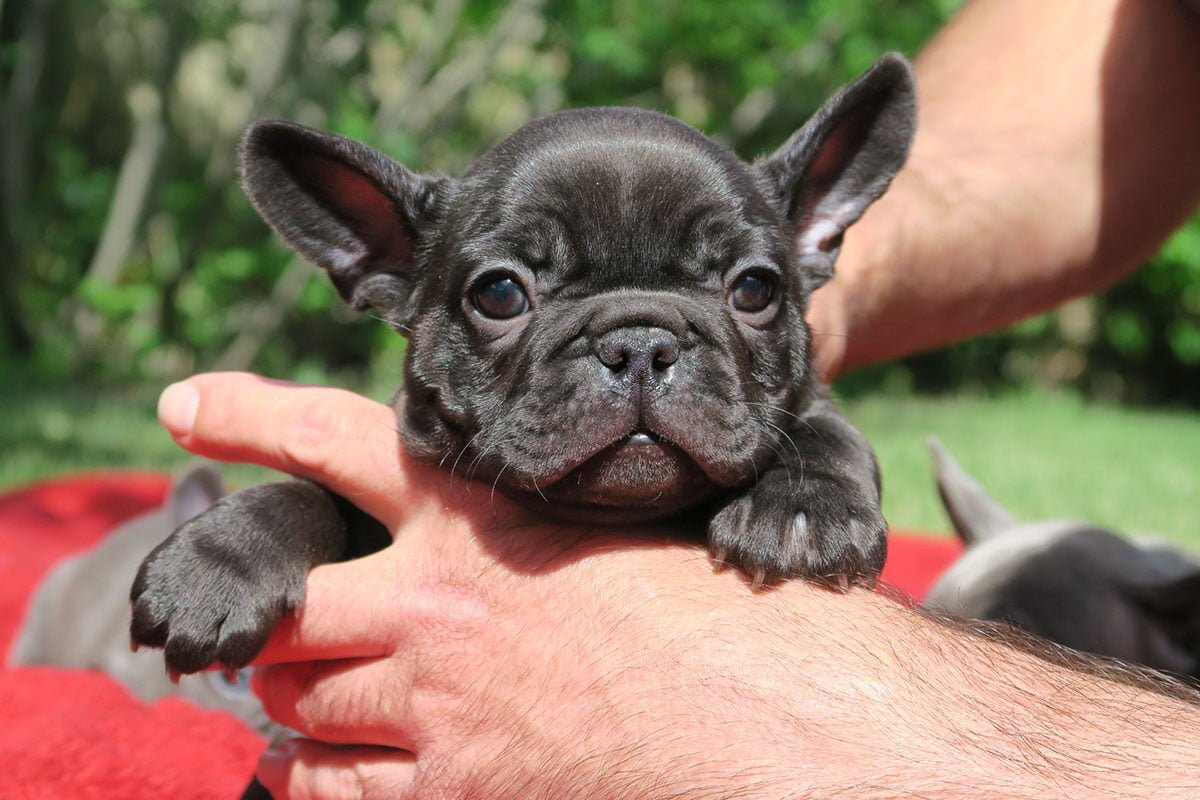 Gorgeous little Frenchie pups for a new home . image 2