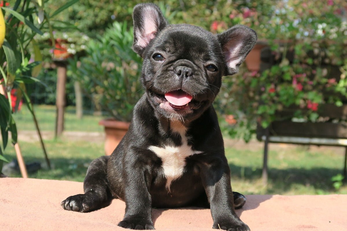Gorgeous little Frenchie pups for a new home . image 3