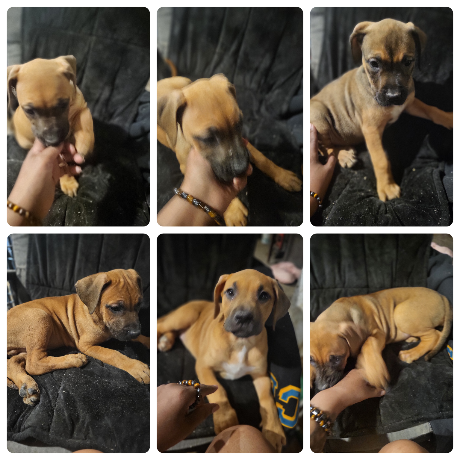 Beautiful Great Dane Mixed Puppies image 1
