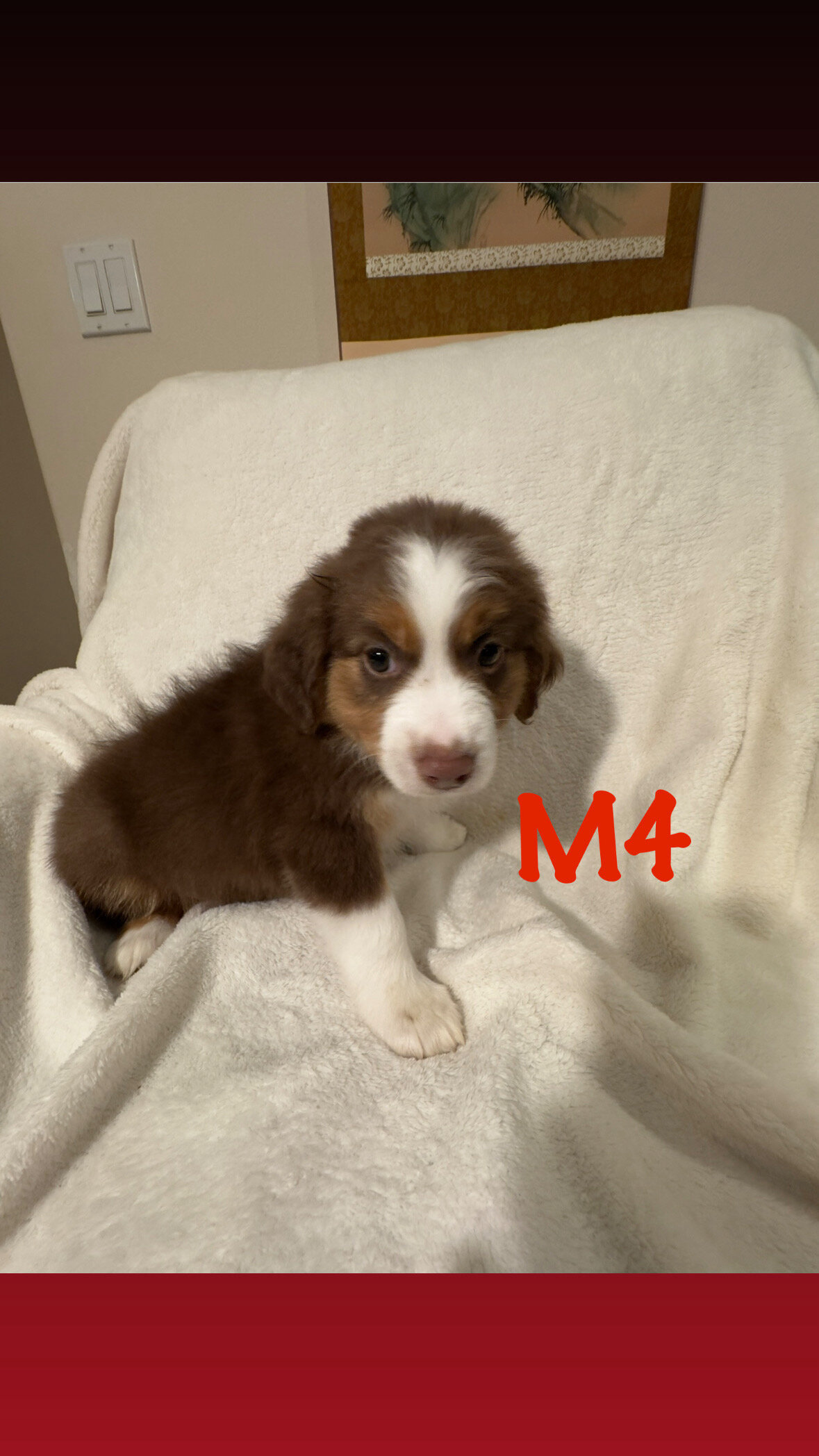 Australian Shepherd Puppies image 4