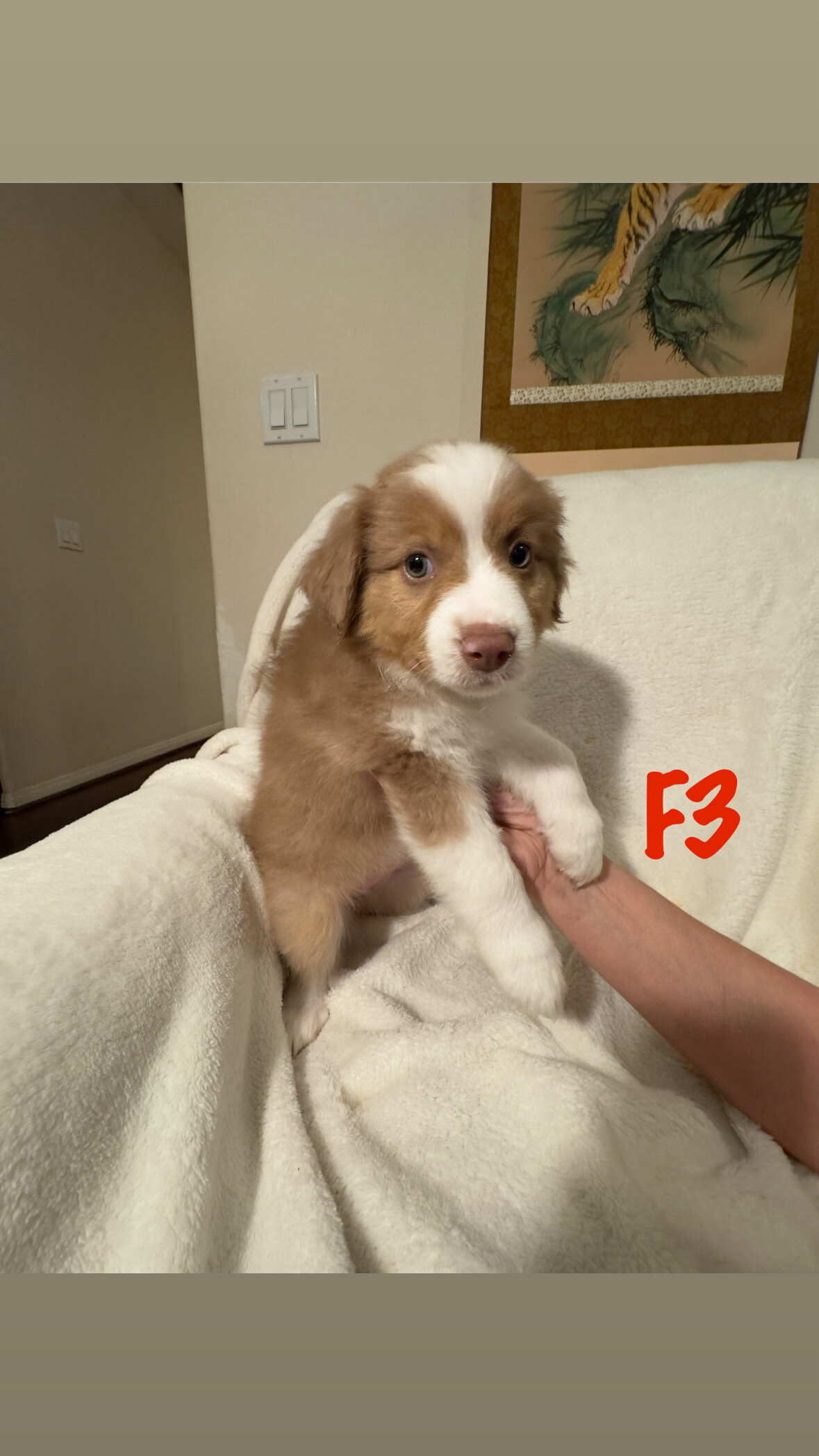 Australian Shepherd Puppies image 2
